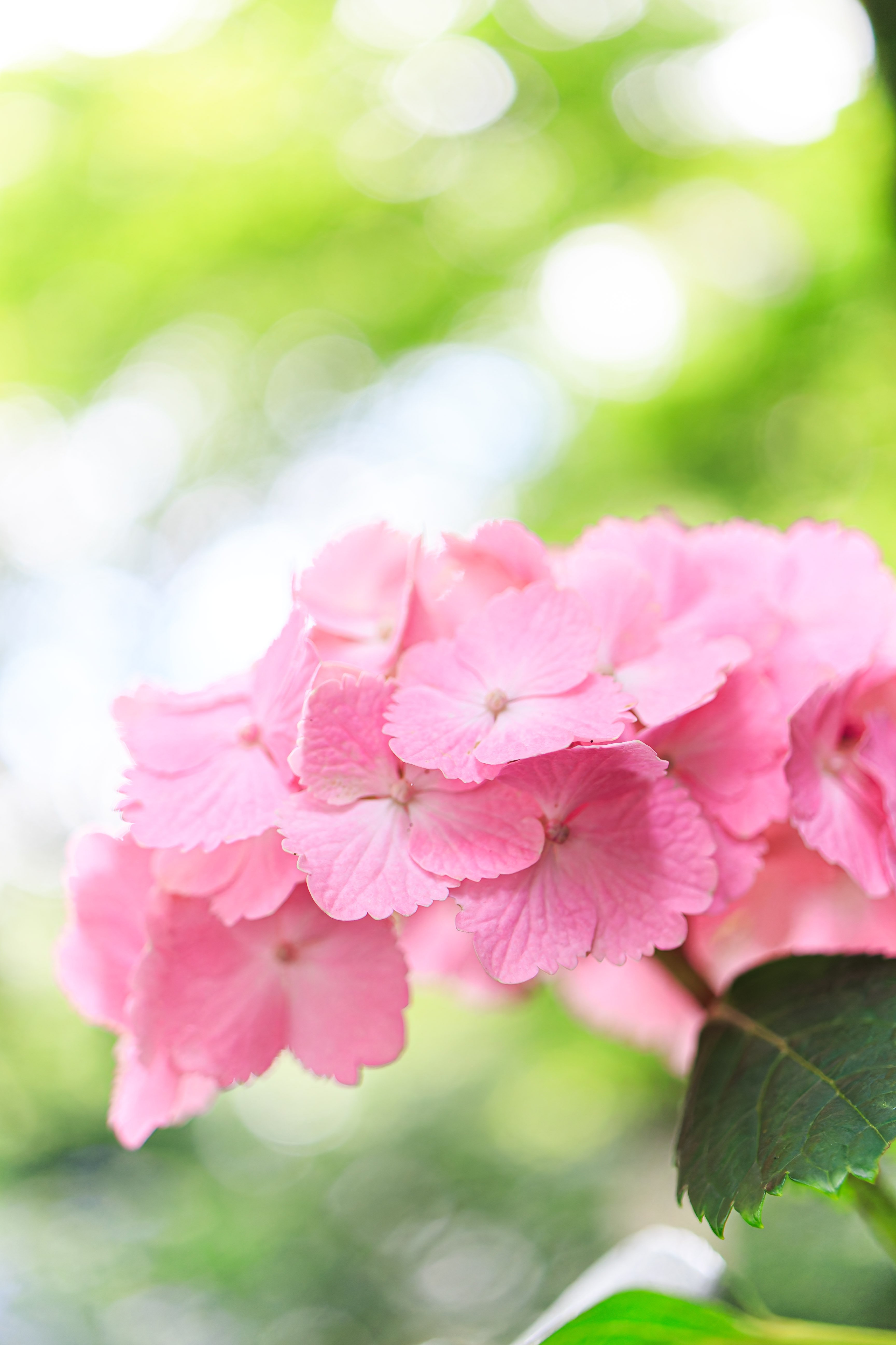 コスパ最強Canon EOS Kiss X7｜tackphoto