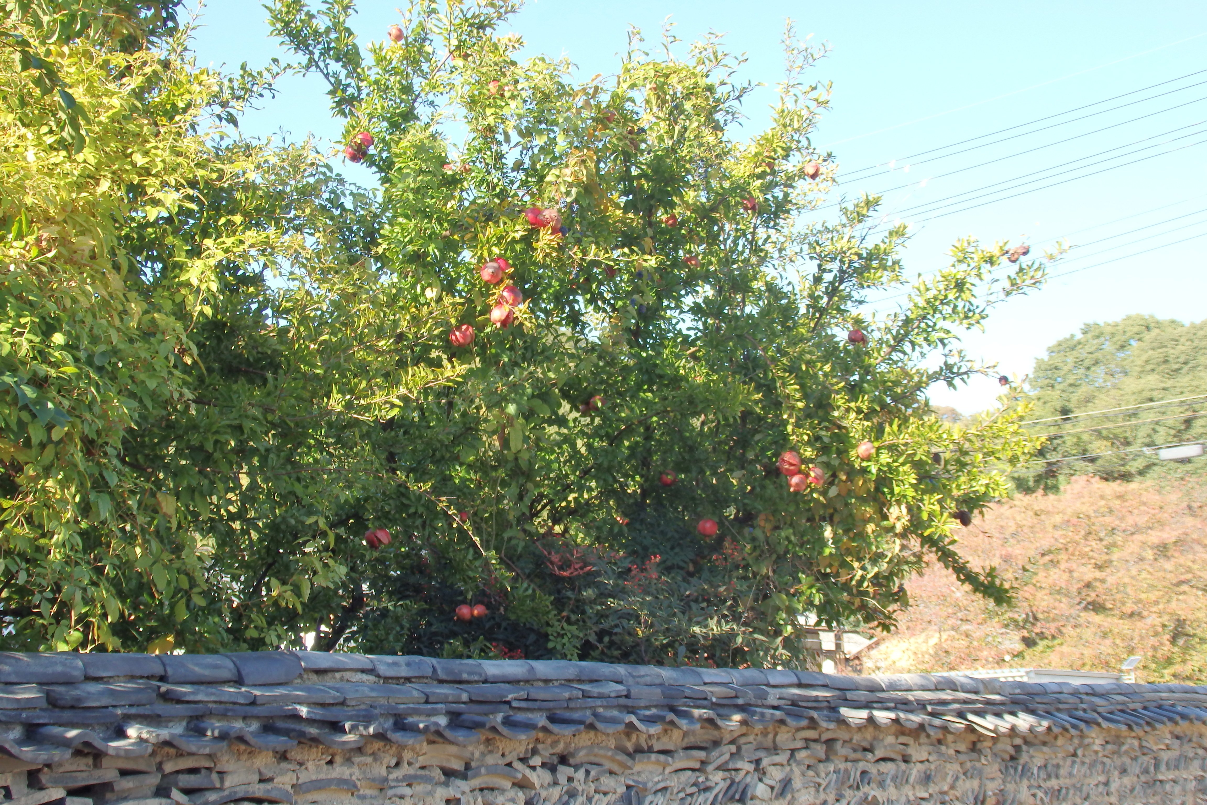3行日記「熟した柘榴の実、だけど・・・」｜ともた