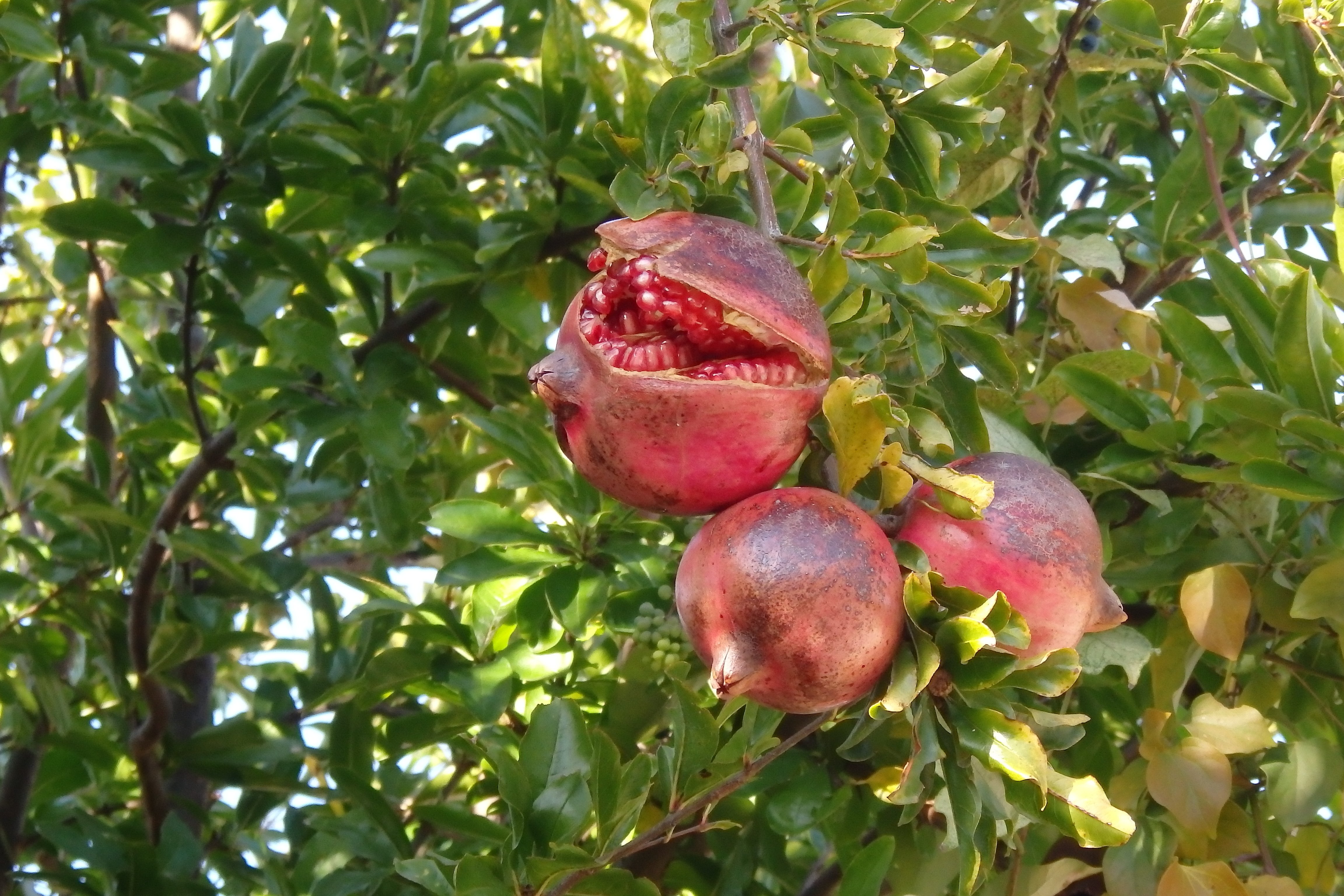 3行日記「熟した柘榴の実、だけど・・・」｜ともた