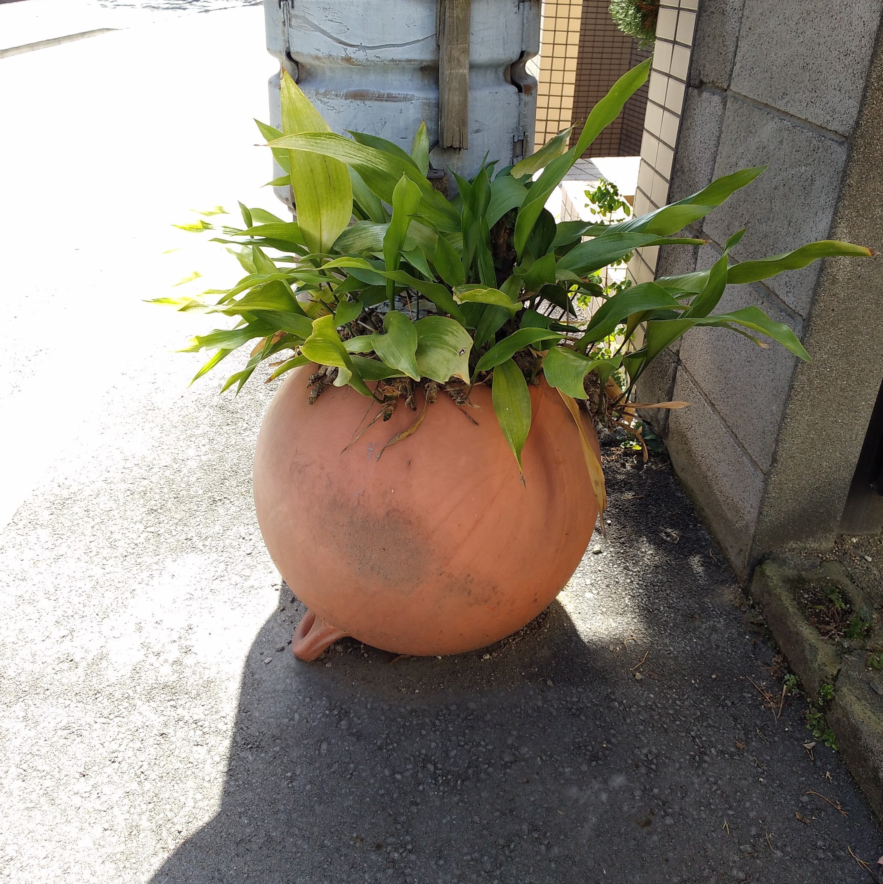 プランターだと思ったら｜こひろ@こぎん刺しのテディベア作家kogin