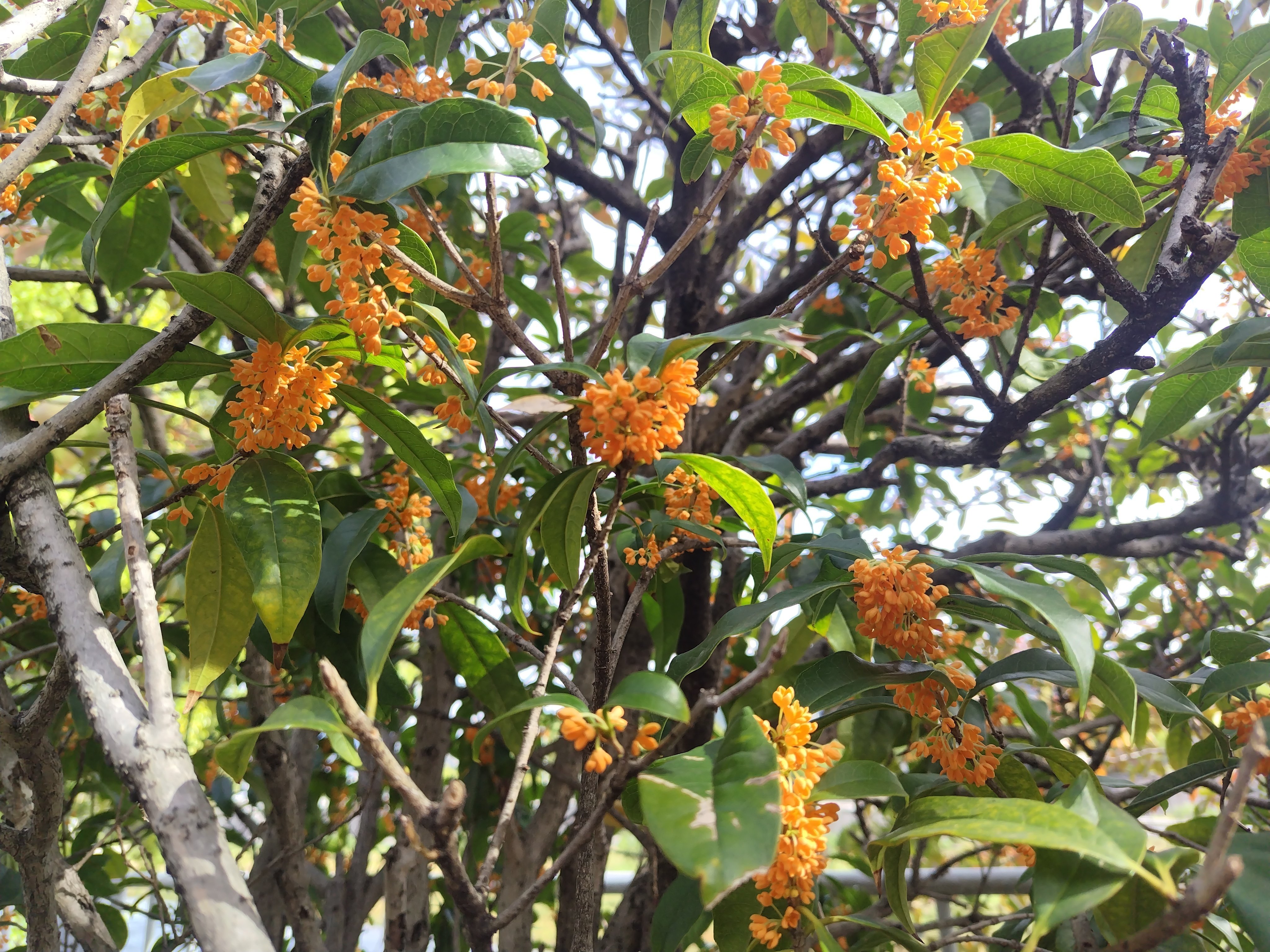 今日の花＃47 キンモクセイ香る｜ジャスミンティータイム