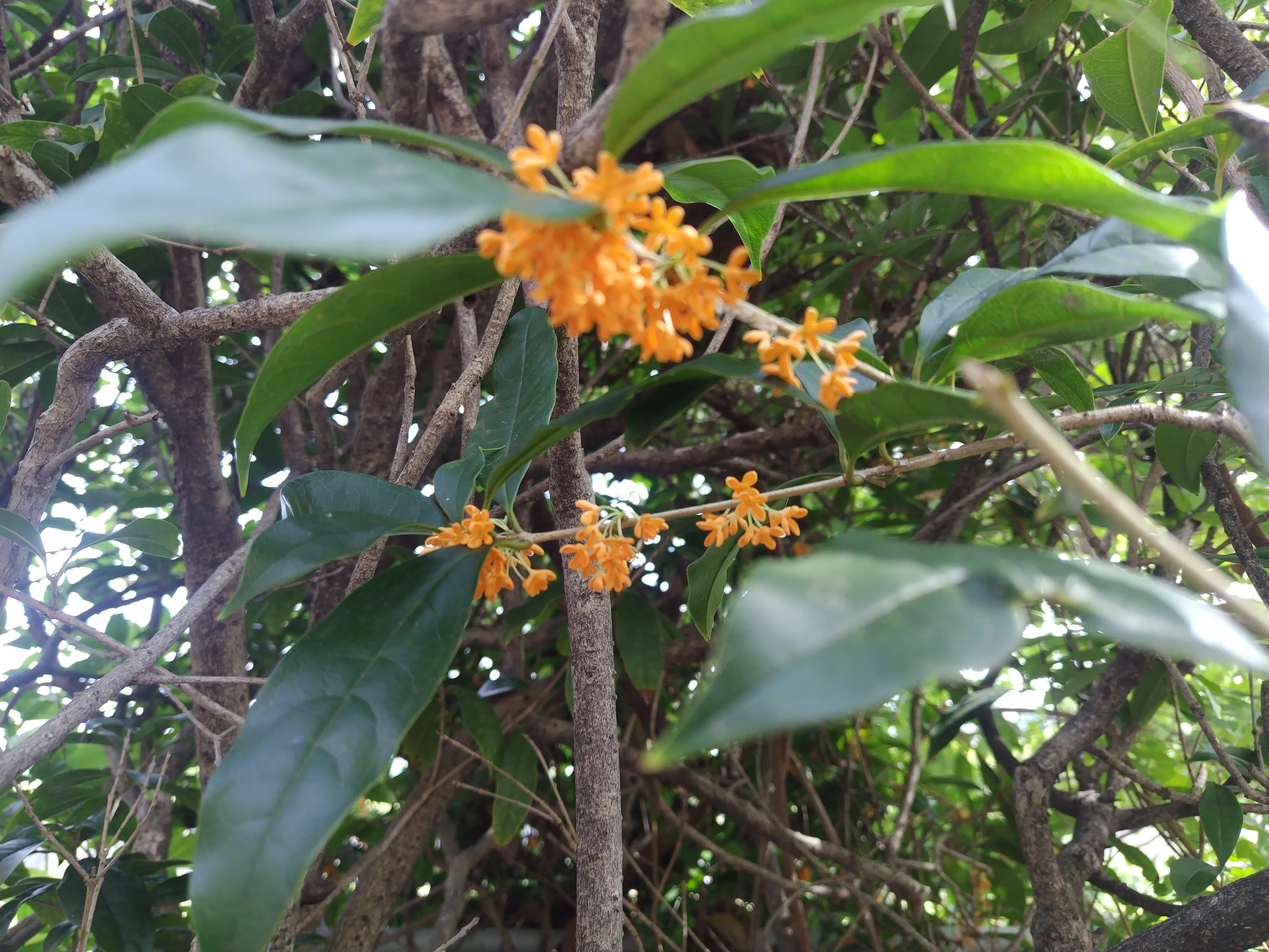 今日の花＃47 キンモクセイ香る｜ジャスミンティータイム