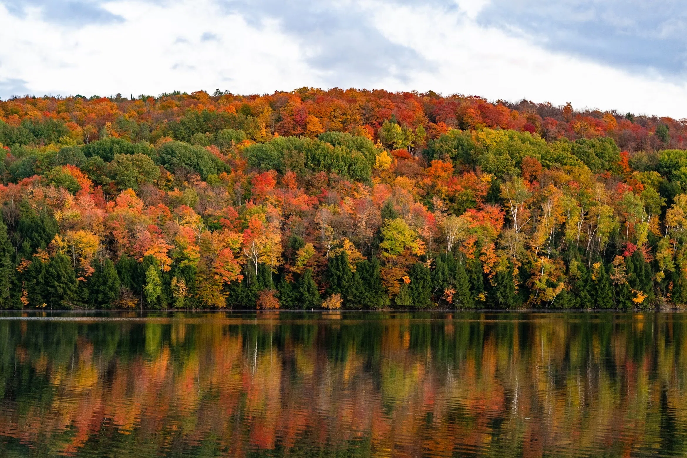 🍁Why do trees change color in autumn? An easy-to-understand explanation ...