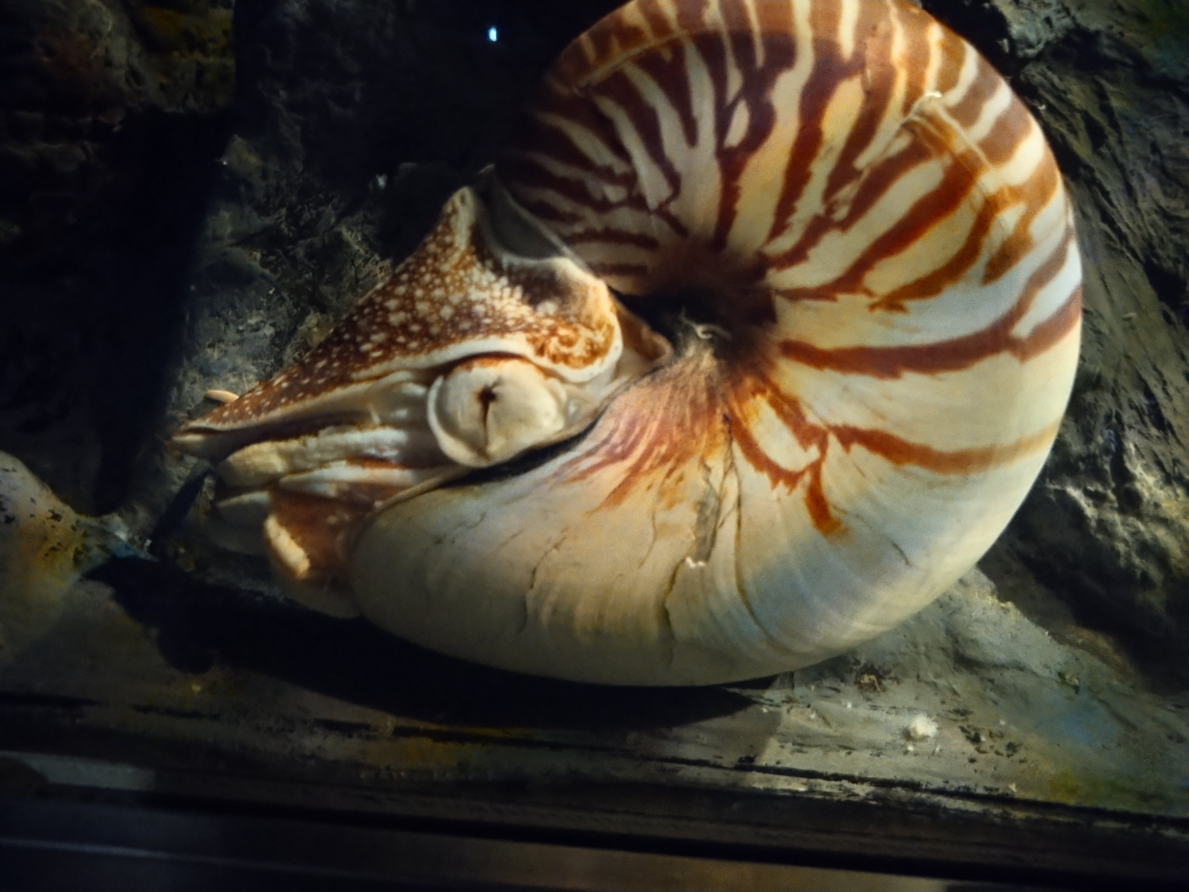 THE ISE-SHIM@STER所感③ 鳥羽水族館～名古屋駅｜Voltula