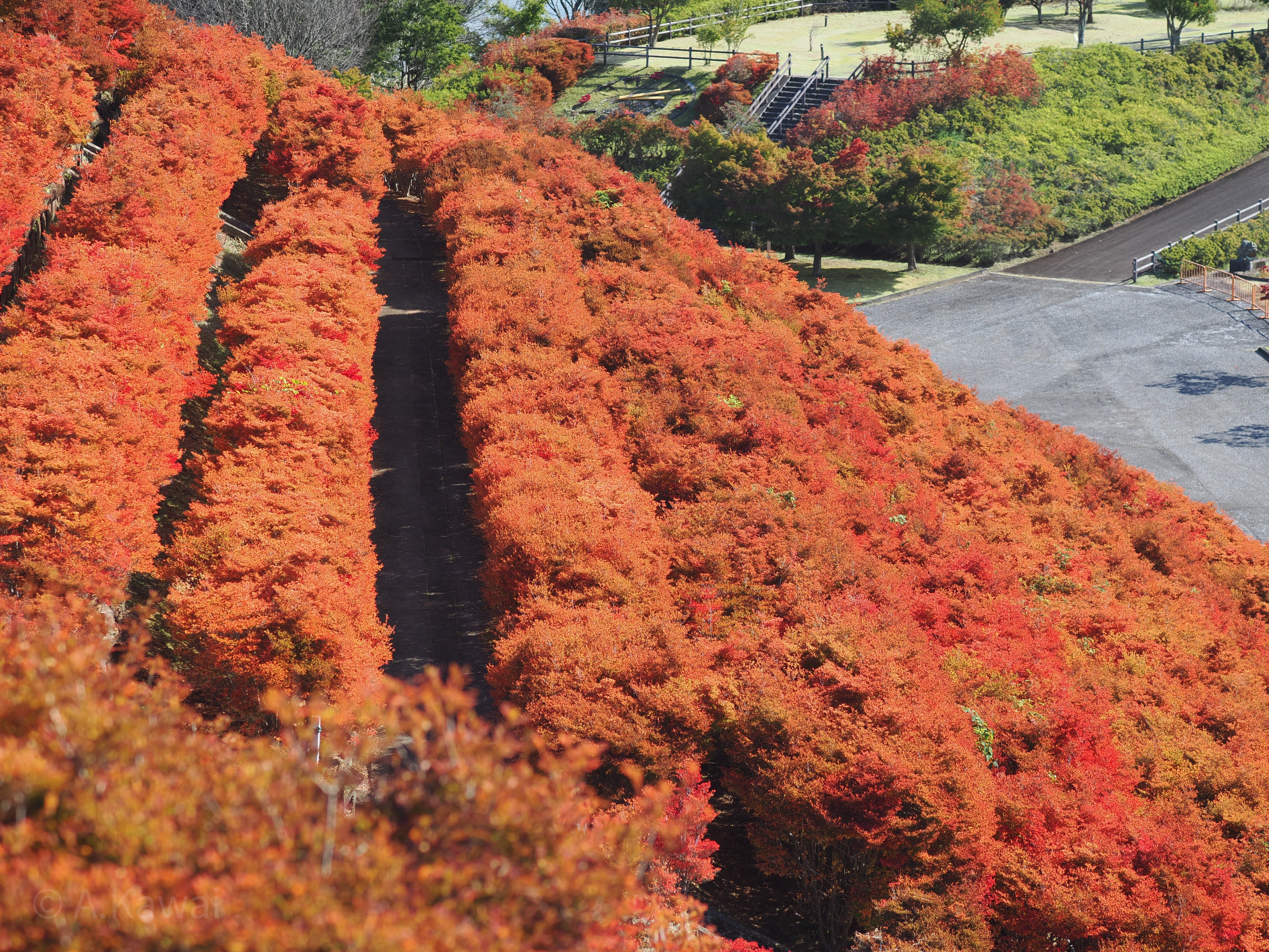宮ケ瀬湖畔・鳥居原園地のドウダンツツジ－神奈川の風景など｜かわいあきら