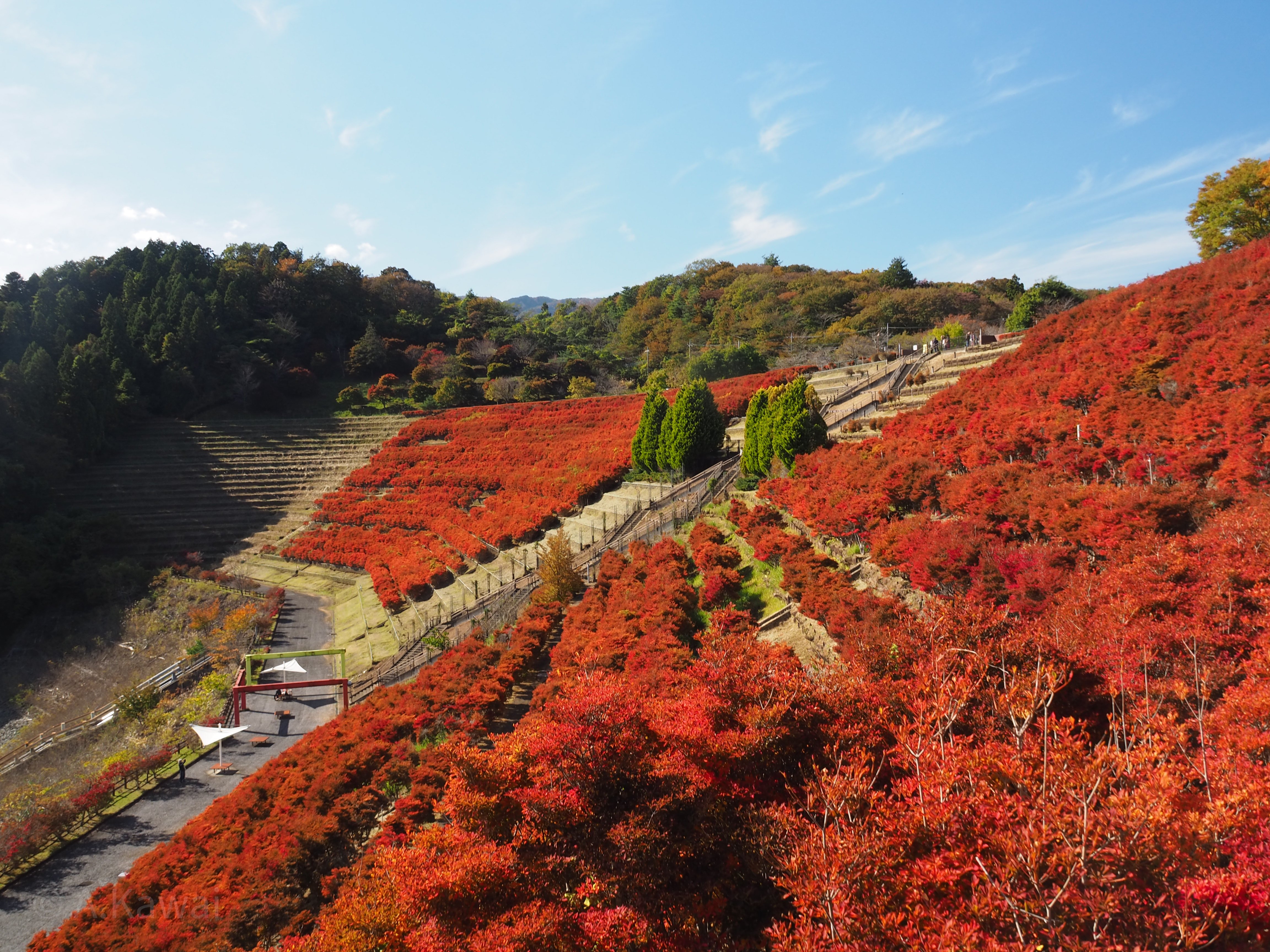 宮ケ瀬湖畔・鳥居原園地のドウダンツツジ－神奈川の風景など｜かわいあきら
