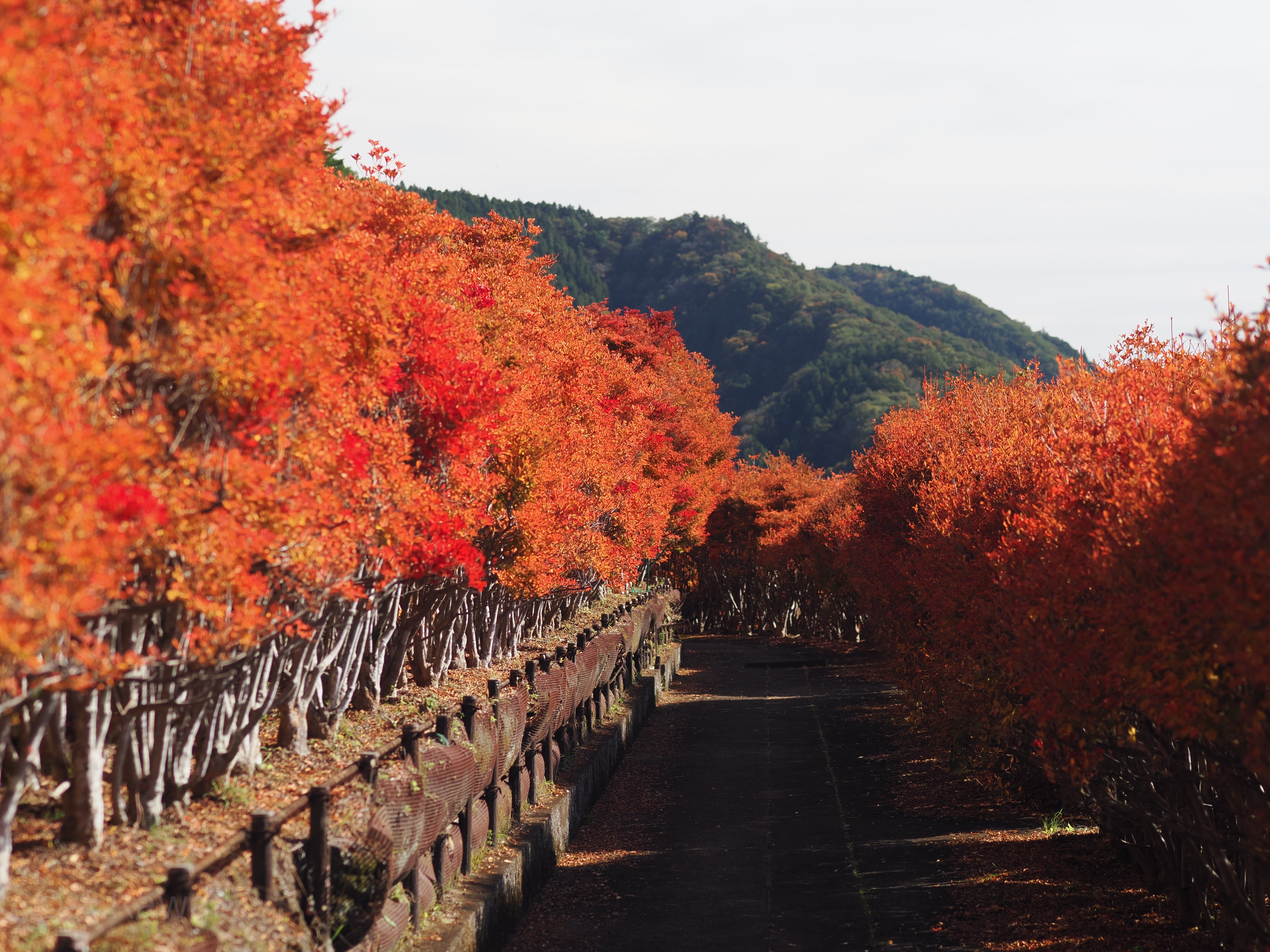 宮ケ瀬湖畔・鳥居原園地のドウダンツツジ－神奈川の風景など｜かわいあきら