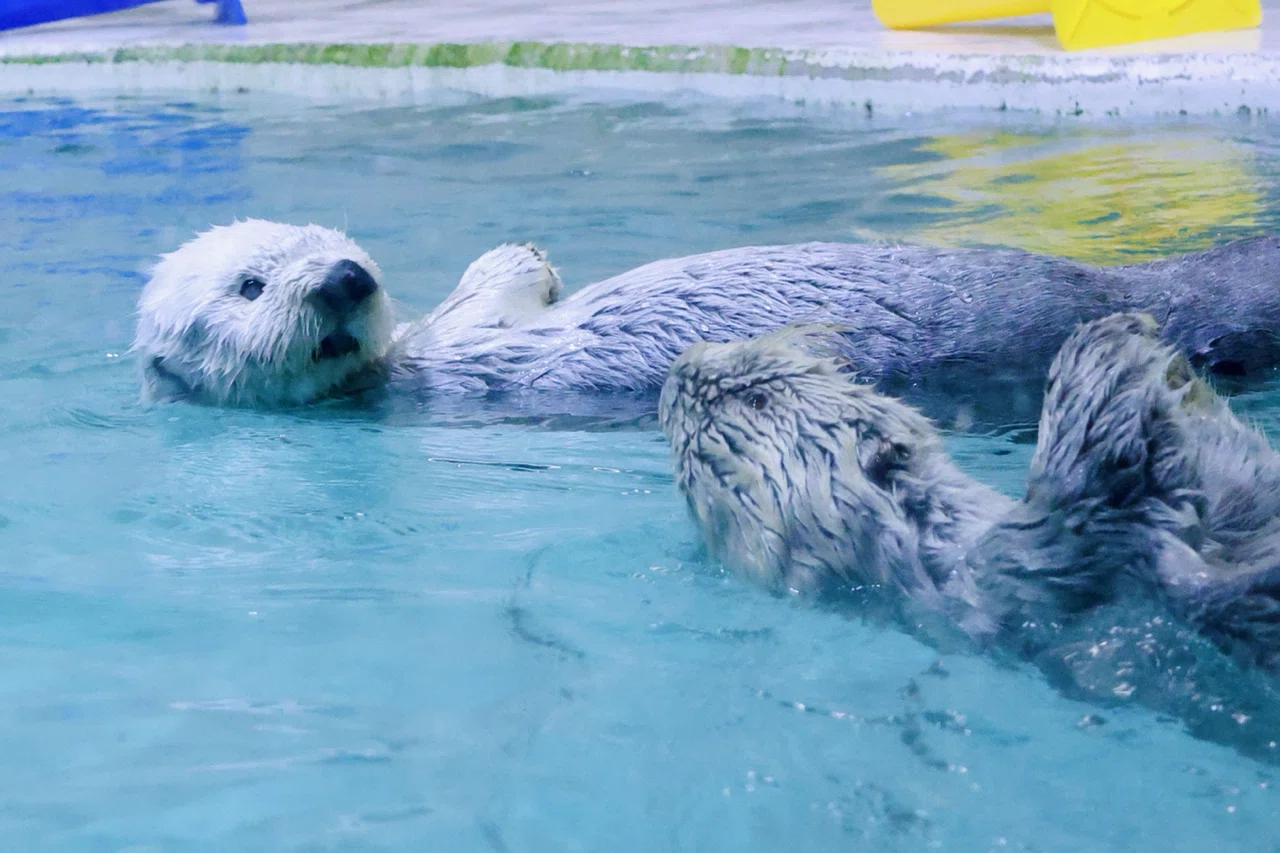 念願の鳥羽水族館！｜NTTデータIMジェイエスピー