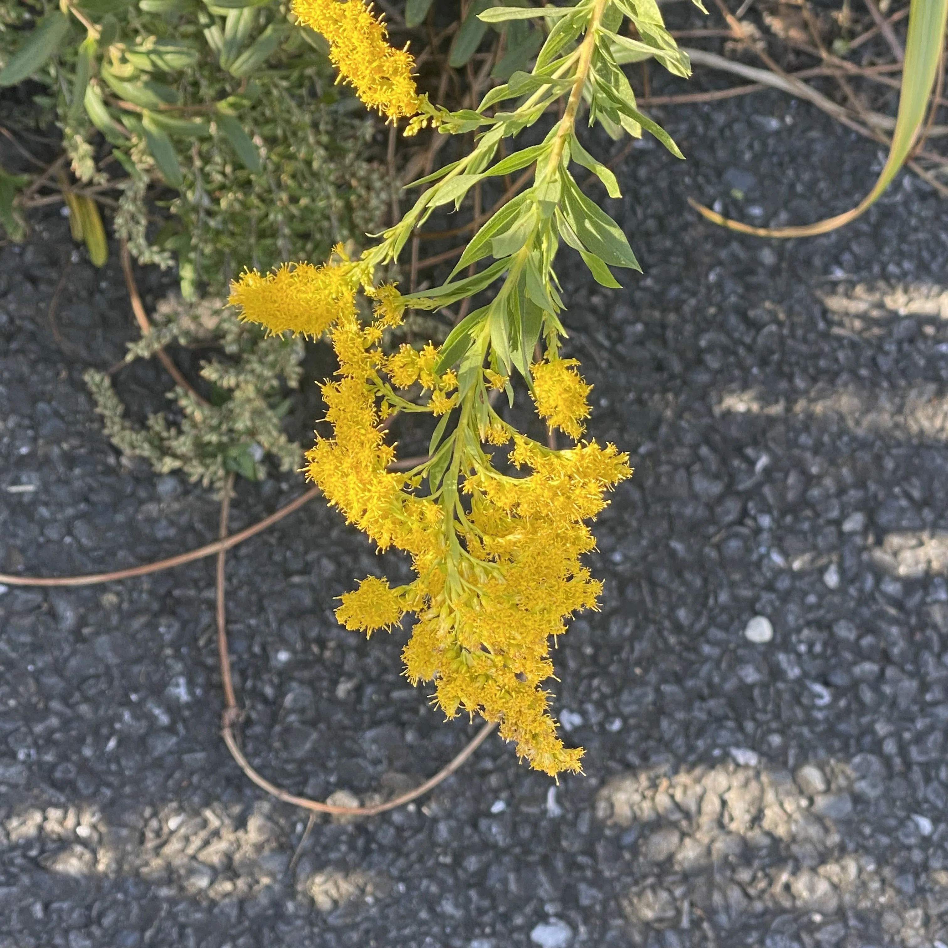 ☆1018☆ 見慣れた道端に生えてた意外な植物｜からむし座 ◯