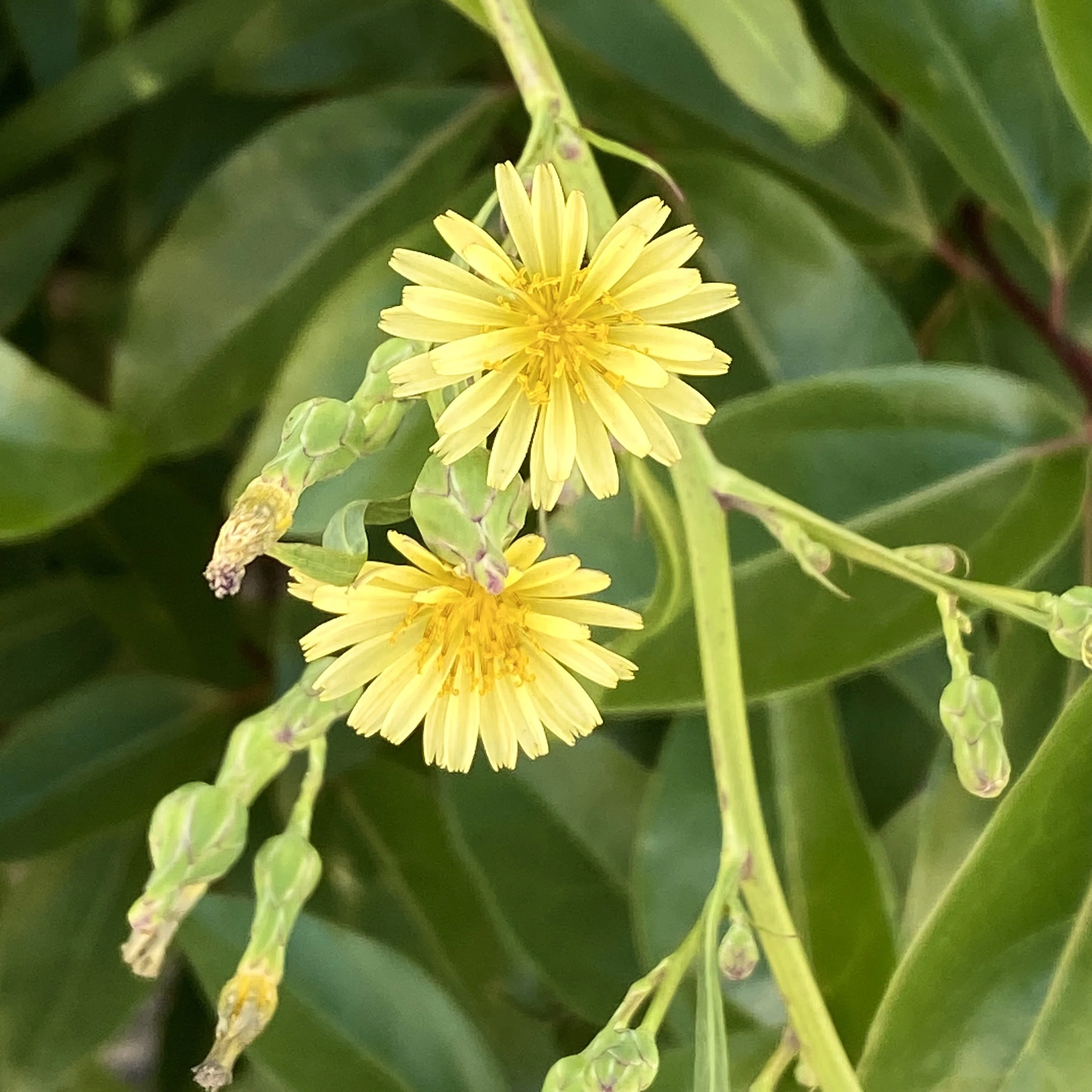 ☆1018☆ 見慣れた道端に生えてた意外な植物｜からむし座 ◯