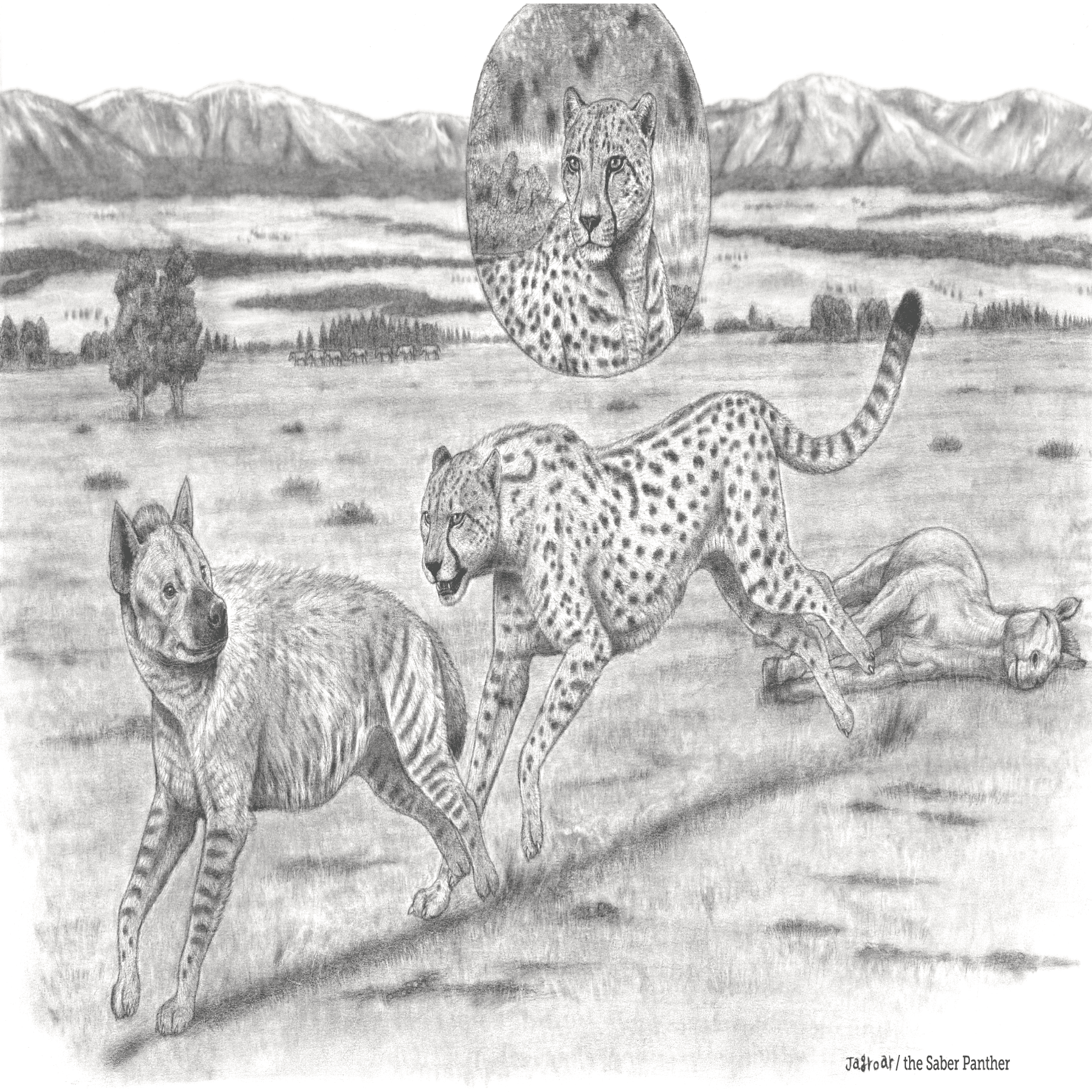 チーター チーターの数が激減、絶滅の危機 - BBCニュース