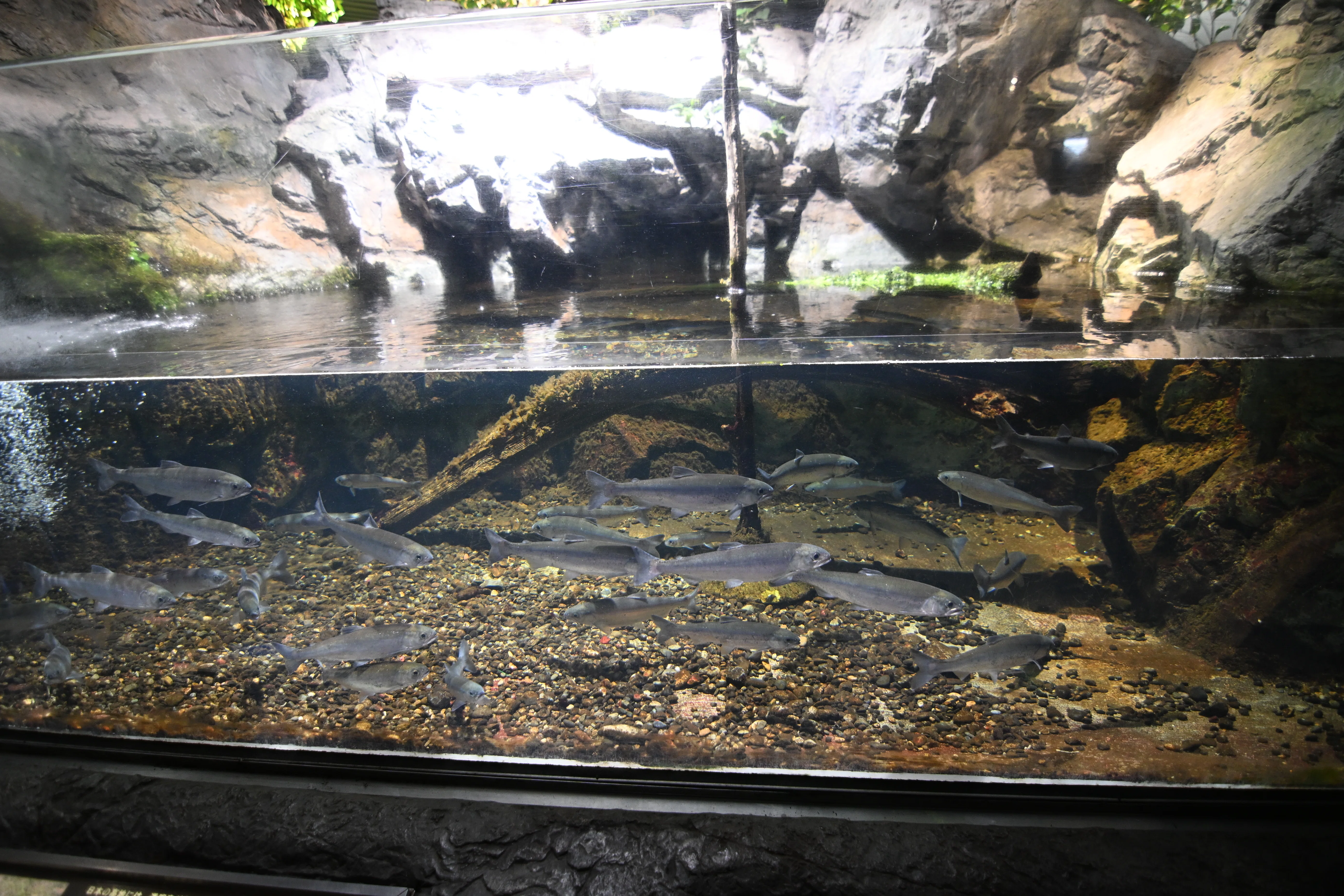 20251102_鴨川シーワールド【Nikon Z50IIと水族館】｜山ネズミ