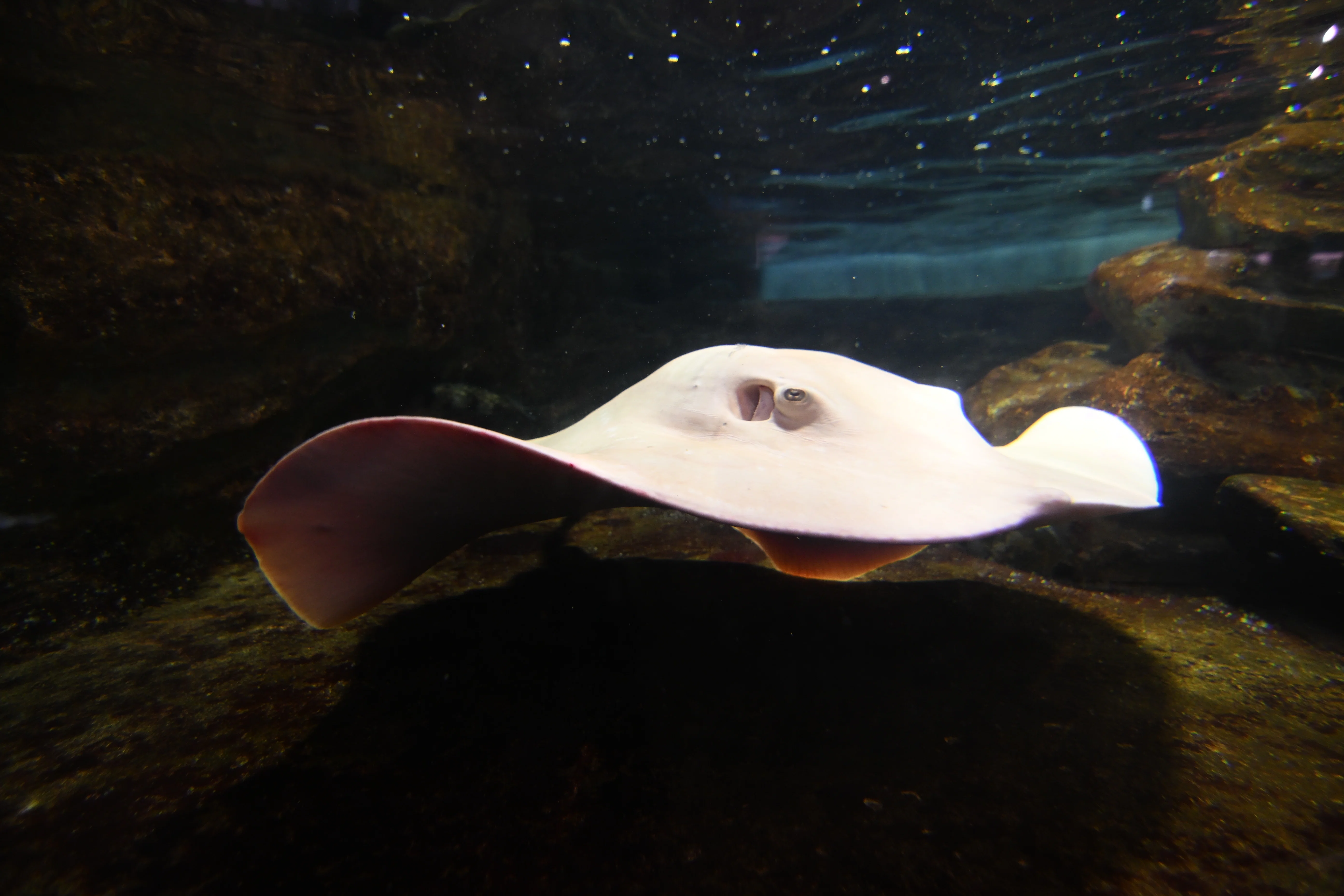 20251102_鴨川シーワールド【Nikon Z50IIと水族館】｜山ネズミ