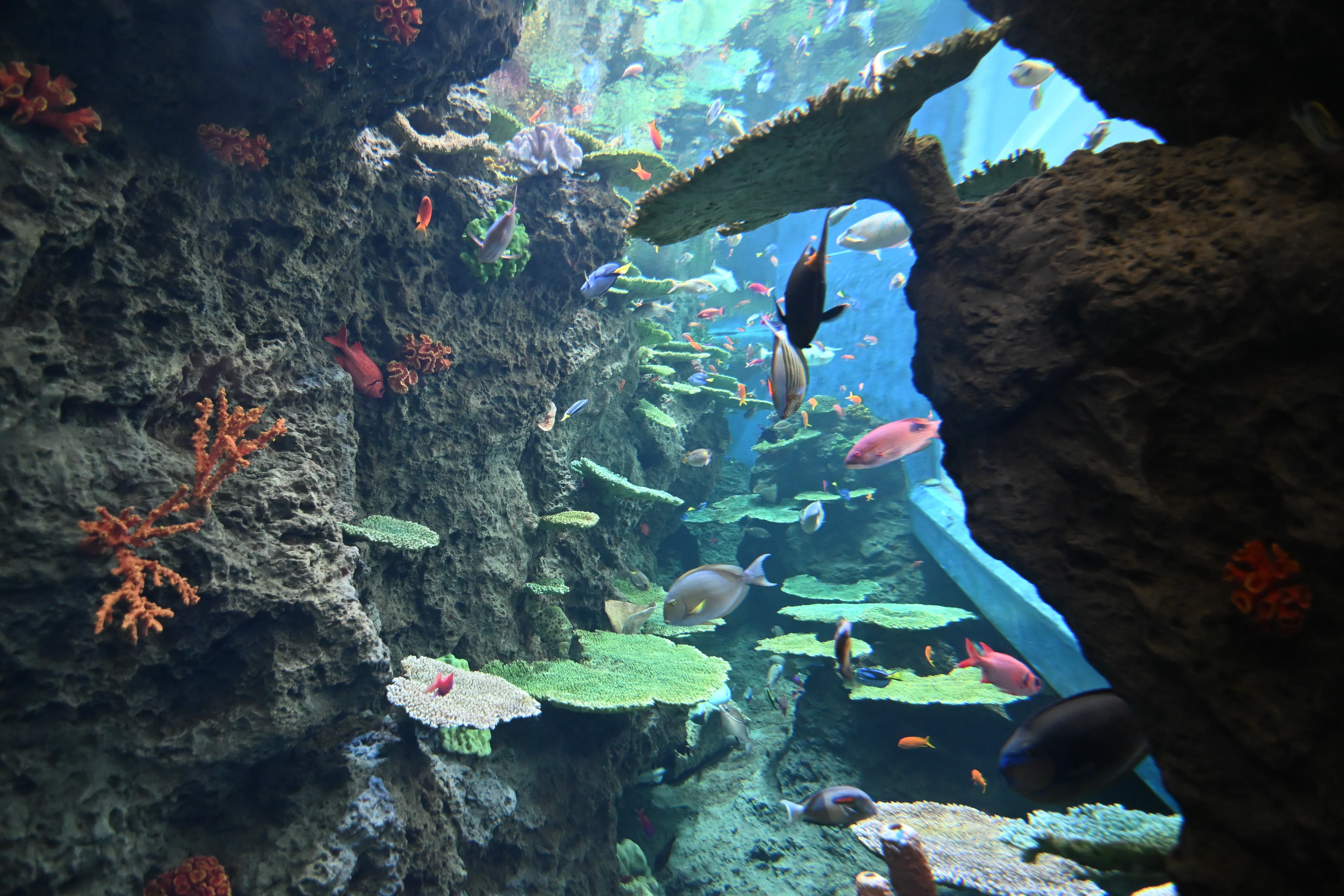 20251102_鴨川シーワールド【Nikon Z50IIと水族館】｜山ネズミ