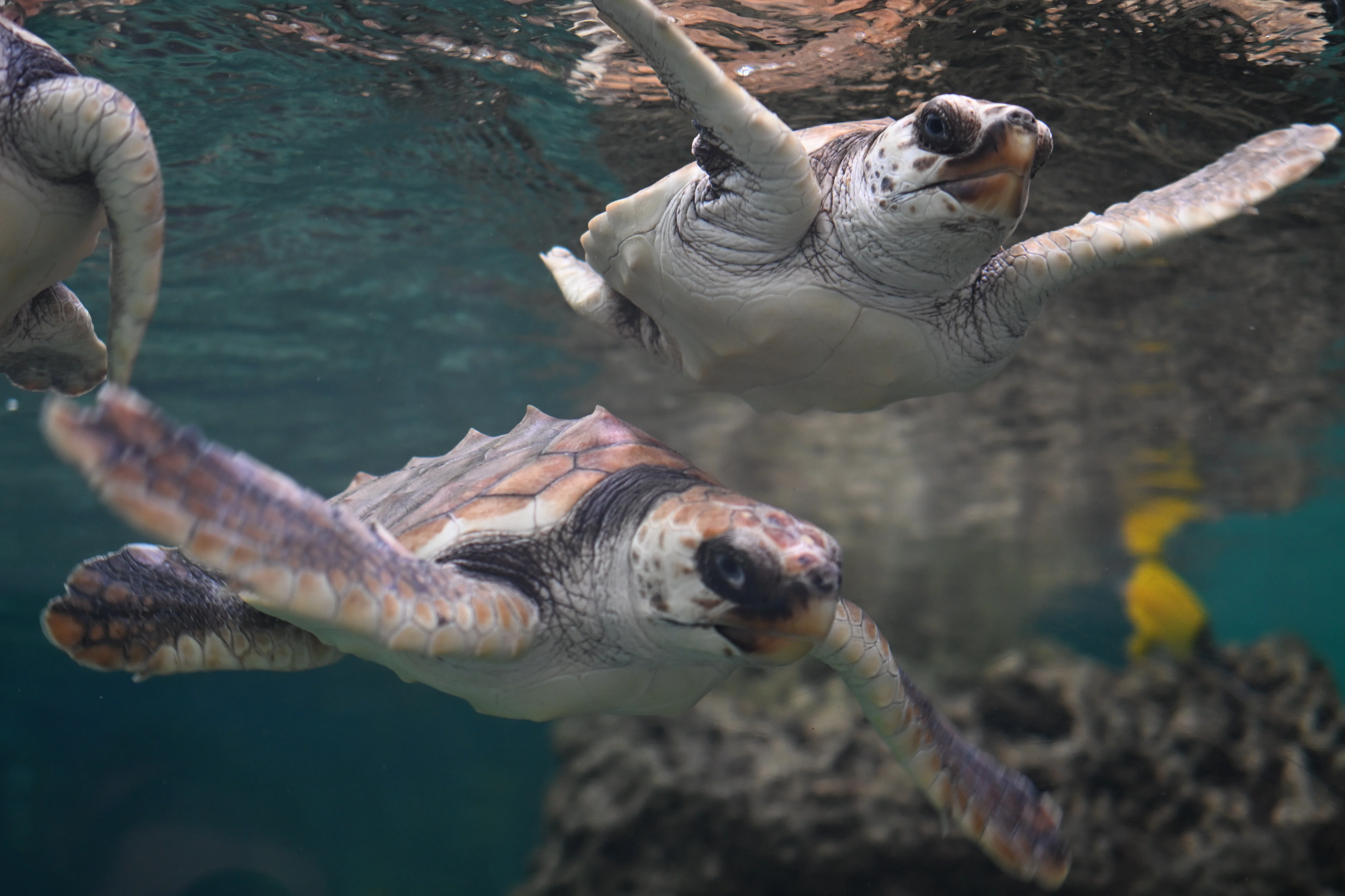 20251102_鴨川シーワールド【Nikon Z50IIと水族館】｜山ネズミ