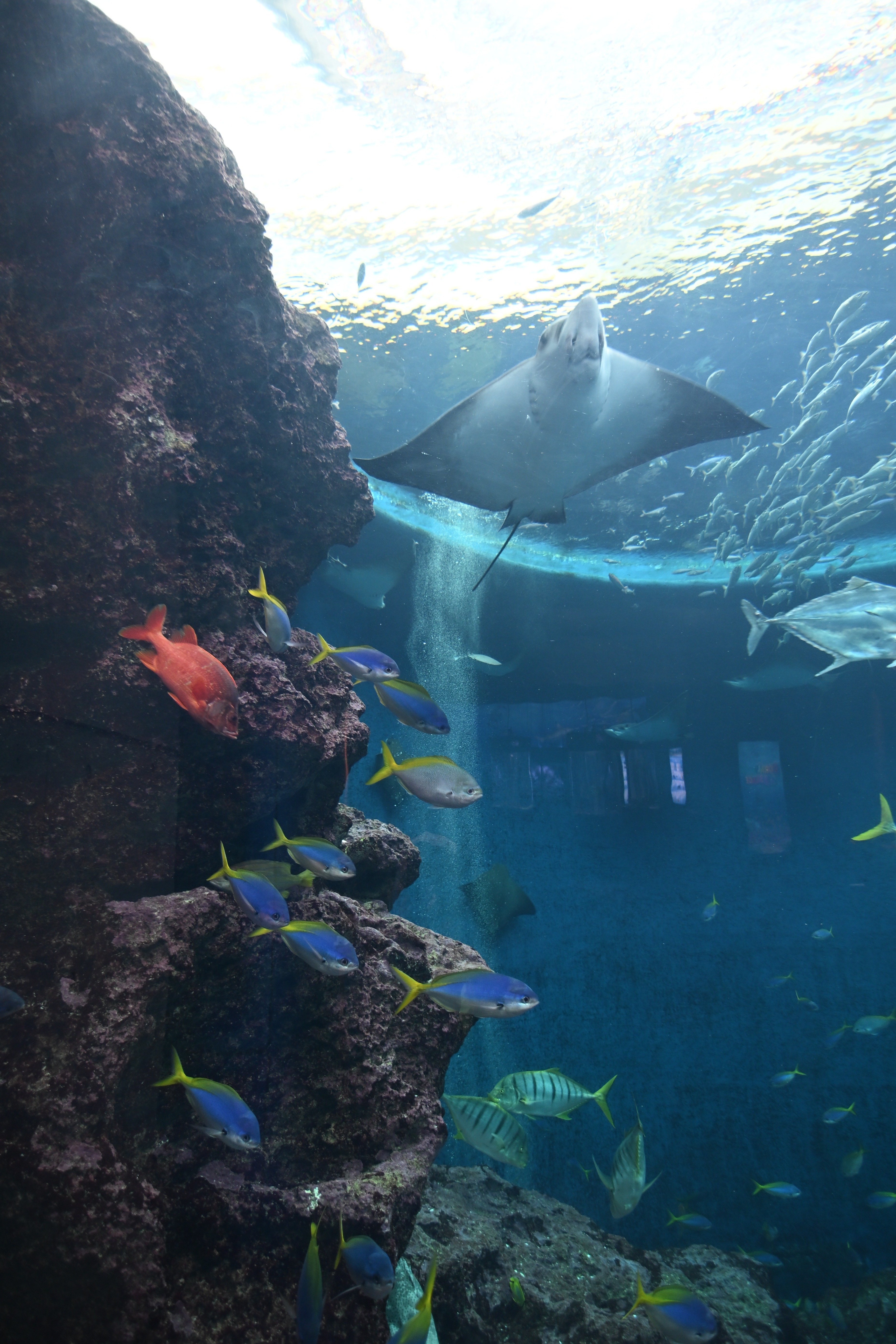 20251102_鴨川シーワールド【Nikon Z50IIと水族館】｜山ネズミ