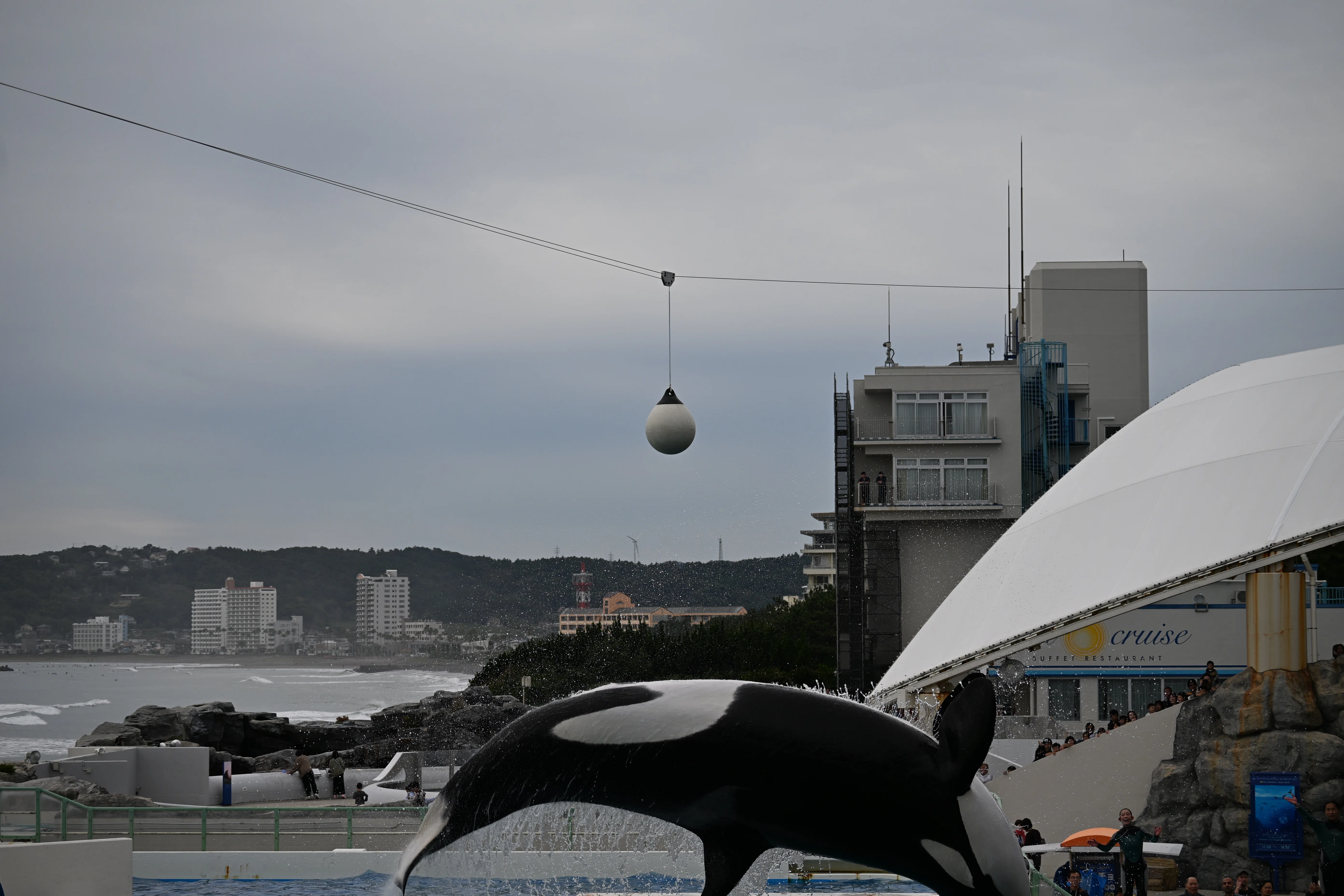 20251102_鴨川シーワールド【Nikon Z50IIと水族館】｜山ネズミ