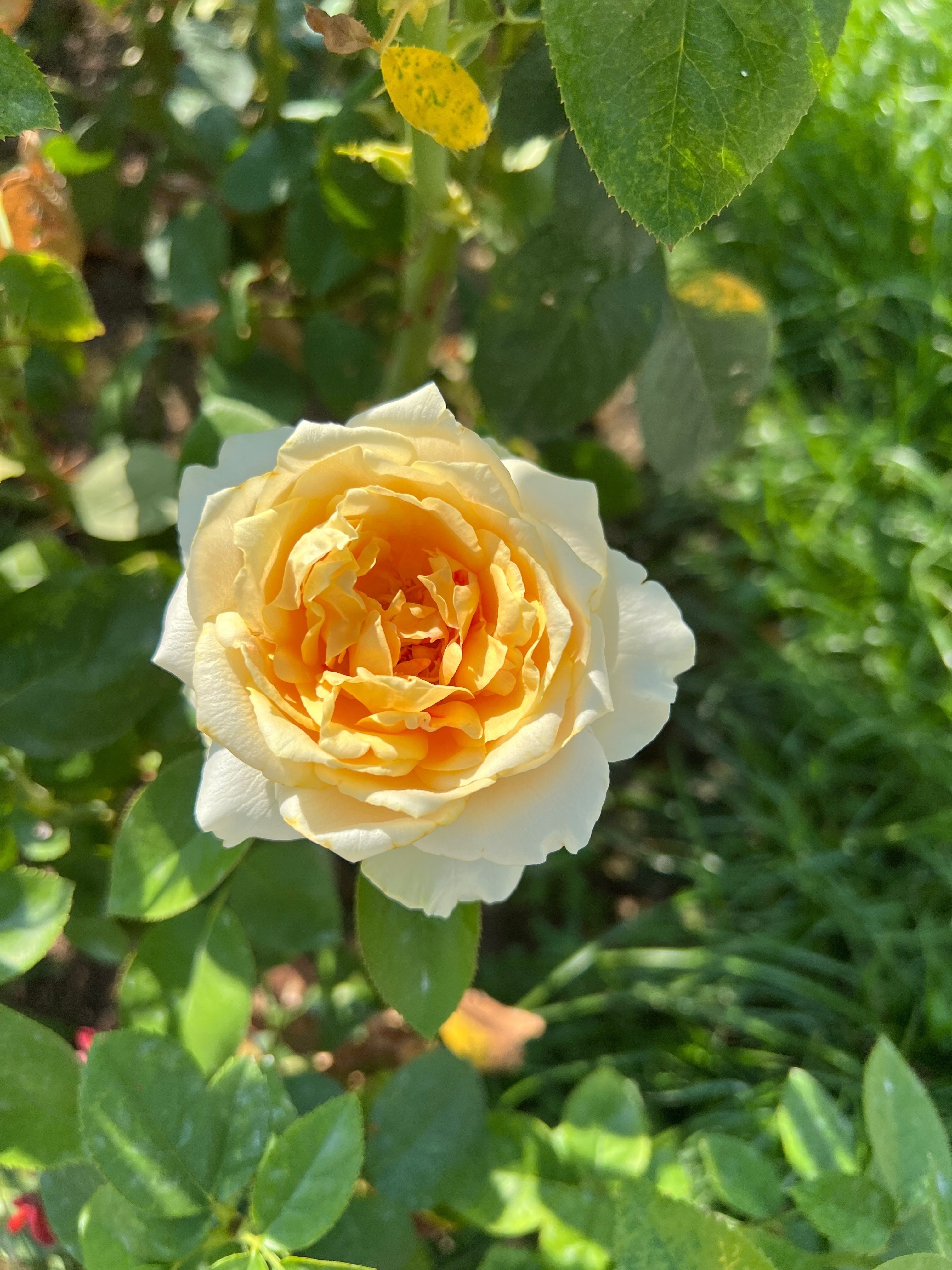 🇩🇪キャンドルライト（Candlelight）🌹中之島バラ園｜ぱぽにゃん