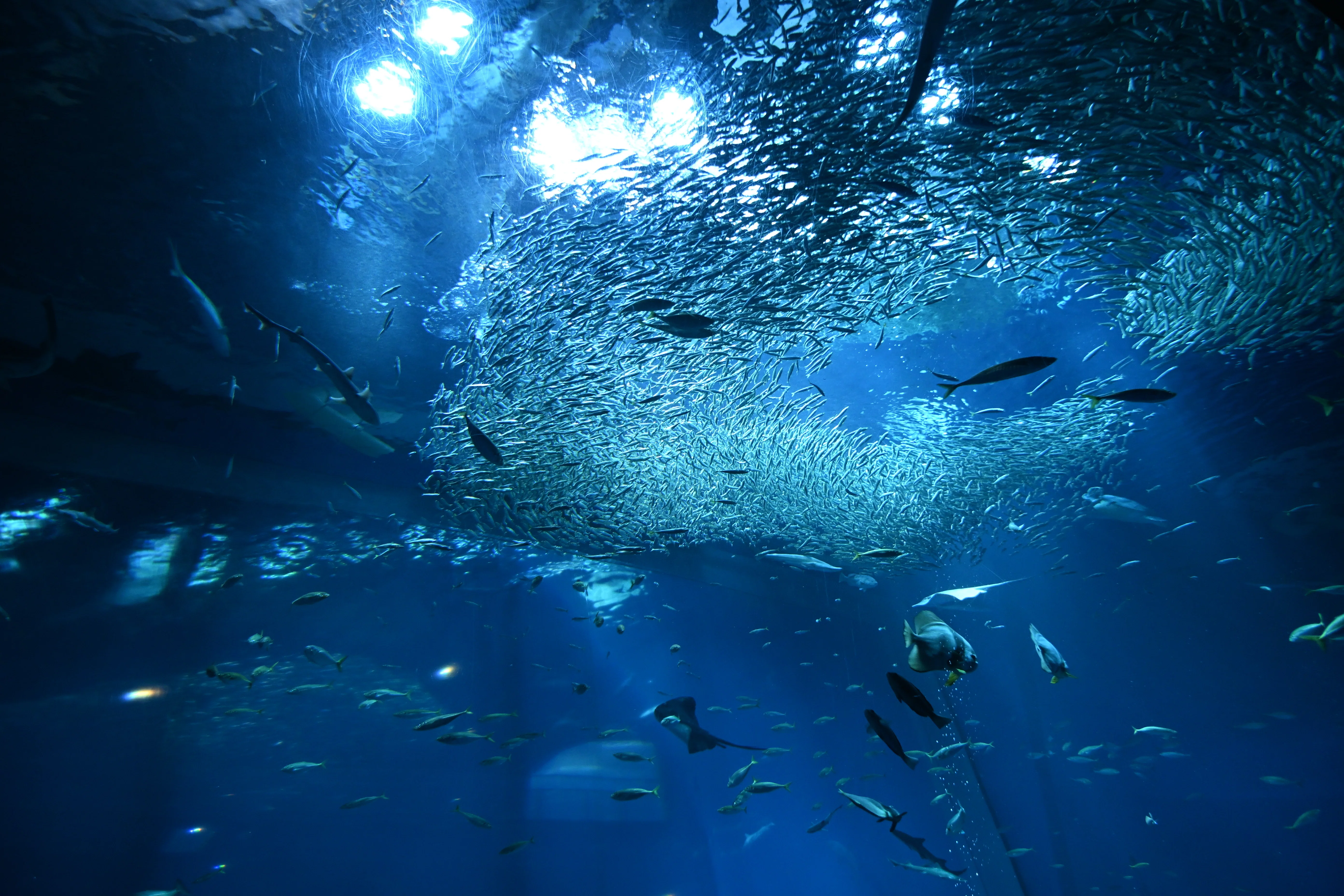 20251103_アクアワールド茨城県大洗水族館【Nikon Z50IIと水族館】｜山