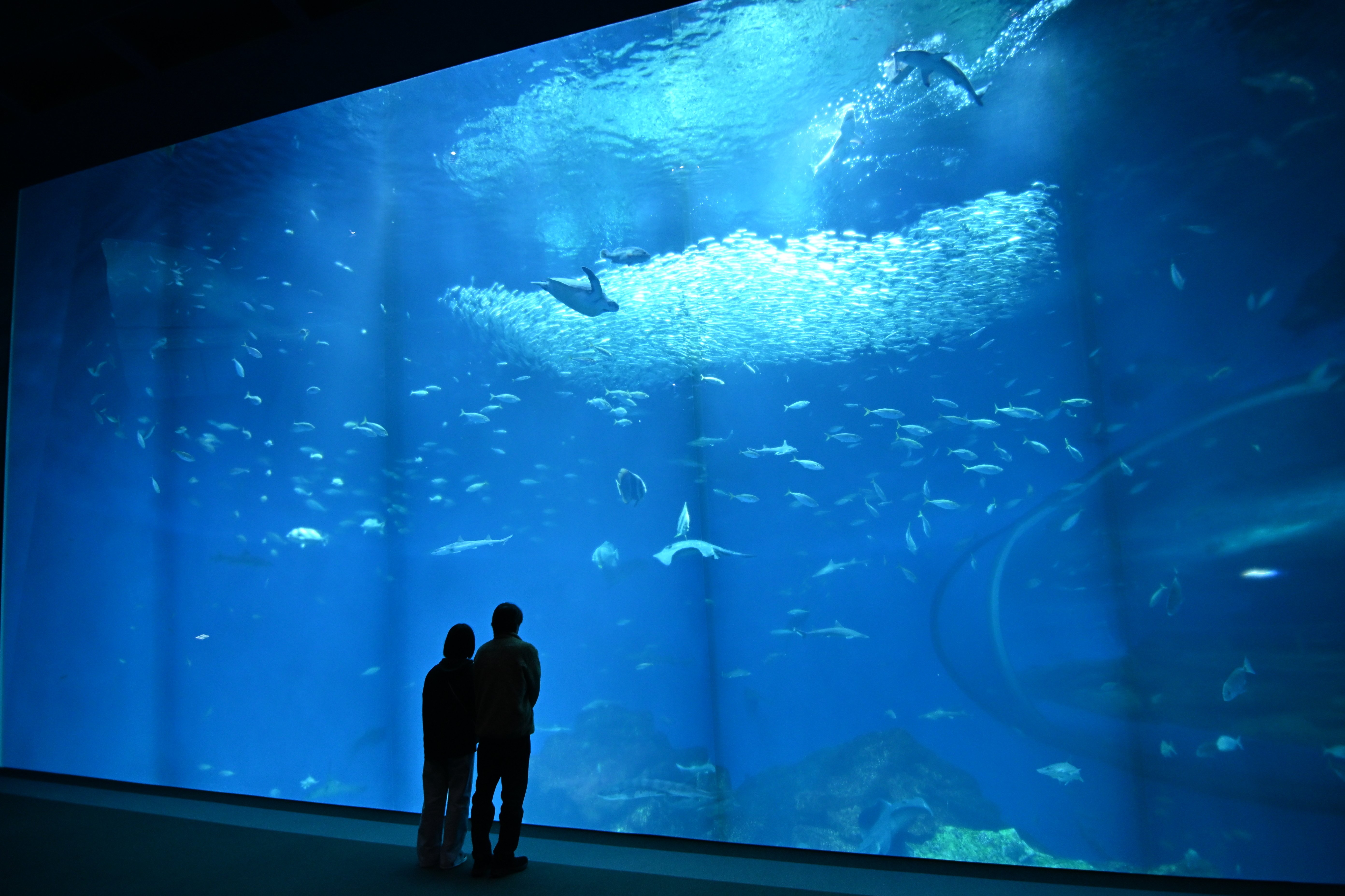 大型水槽 憧れの大型水槽を部屋に置きたい！ | AQUALASSIC