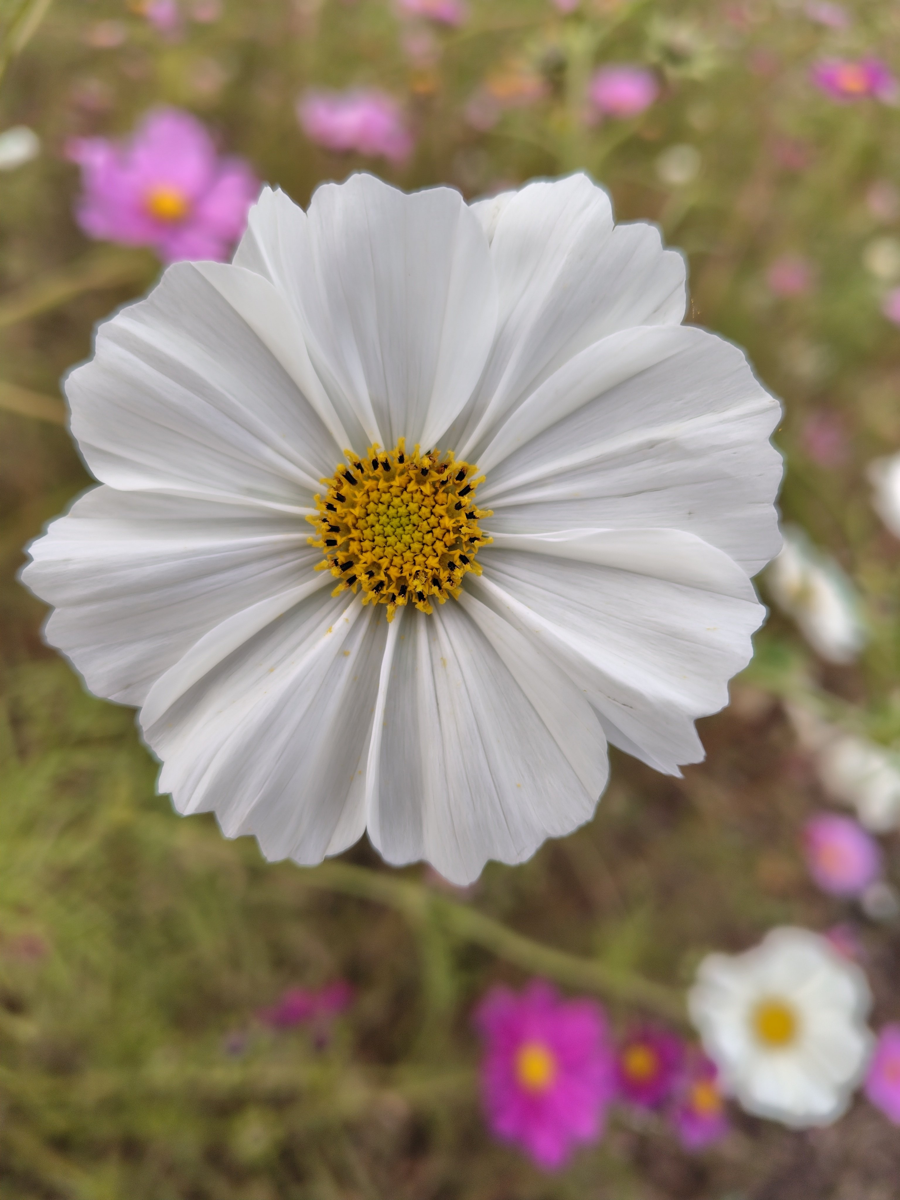 写真の日(コスモス)｜☆元社畜☆介護士おぺぺ