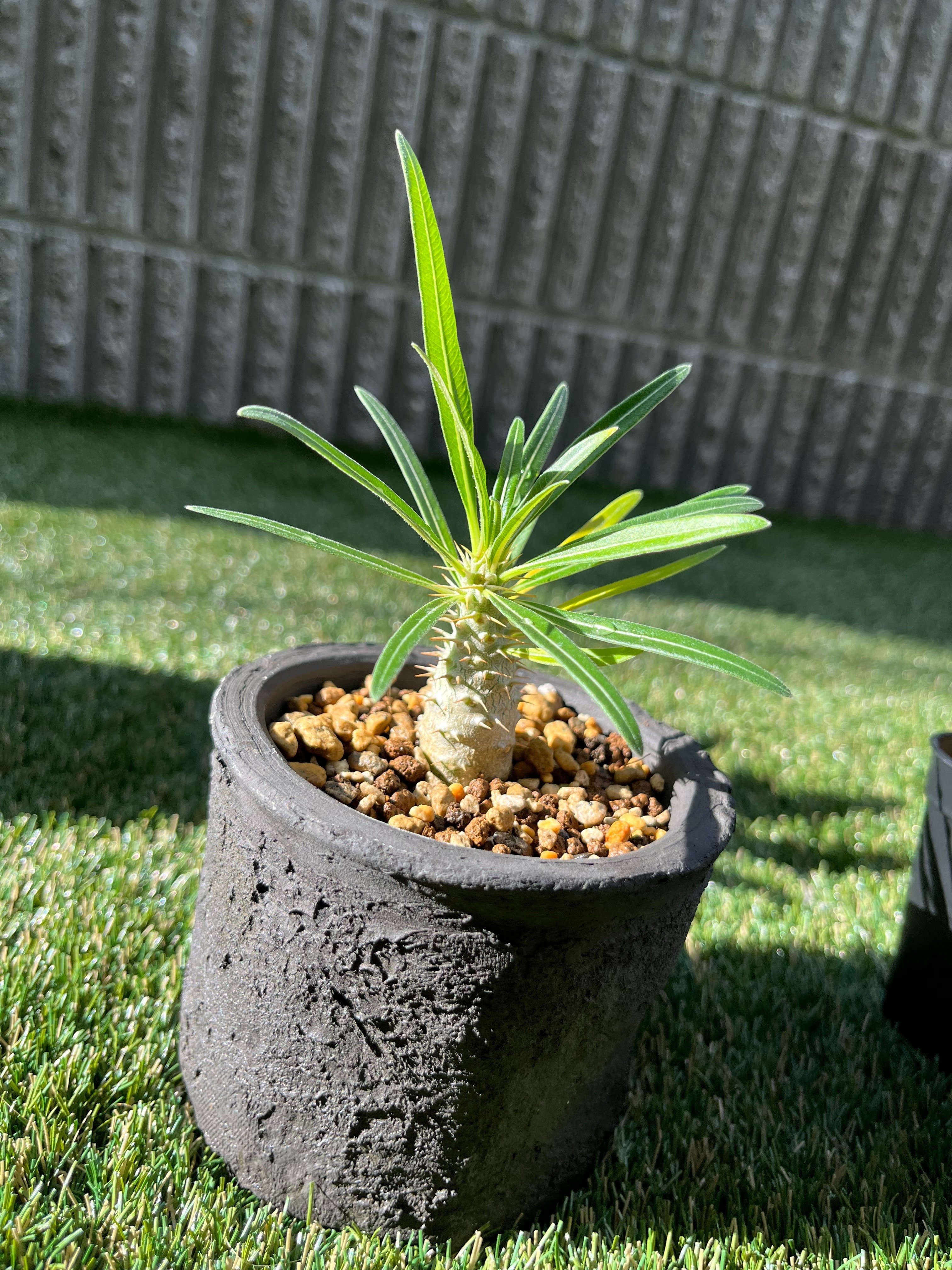 塊根植物について初心者が語る｜いつもここから