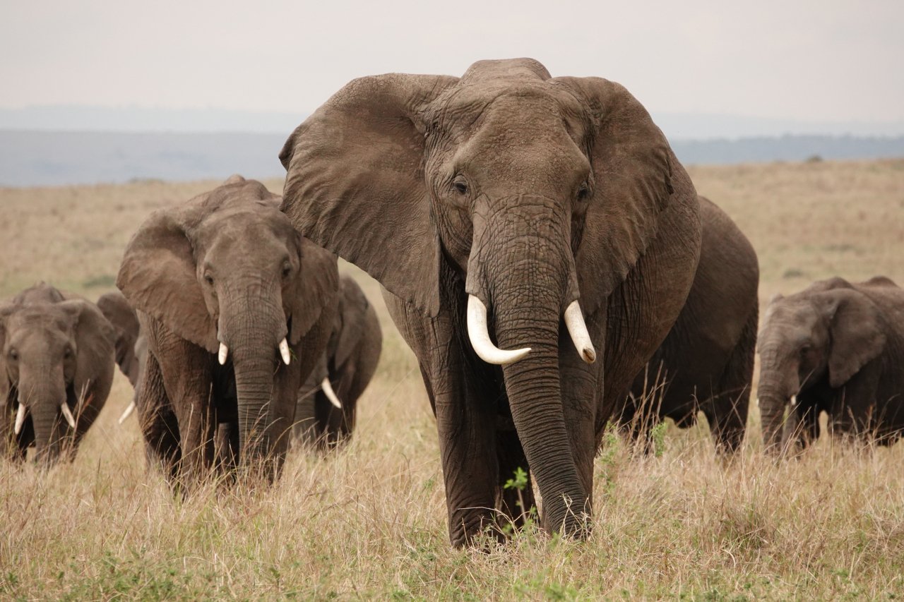 巨大な牙を持つアフリカゾウ＝スーパータスカーに会うには？｜武田ちょ