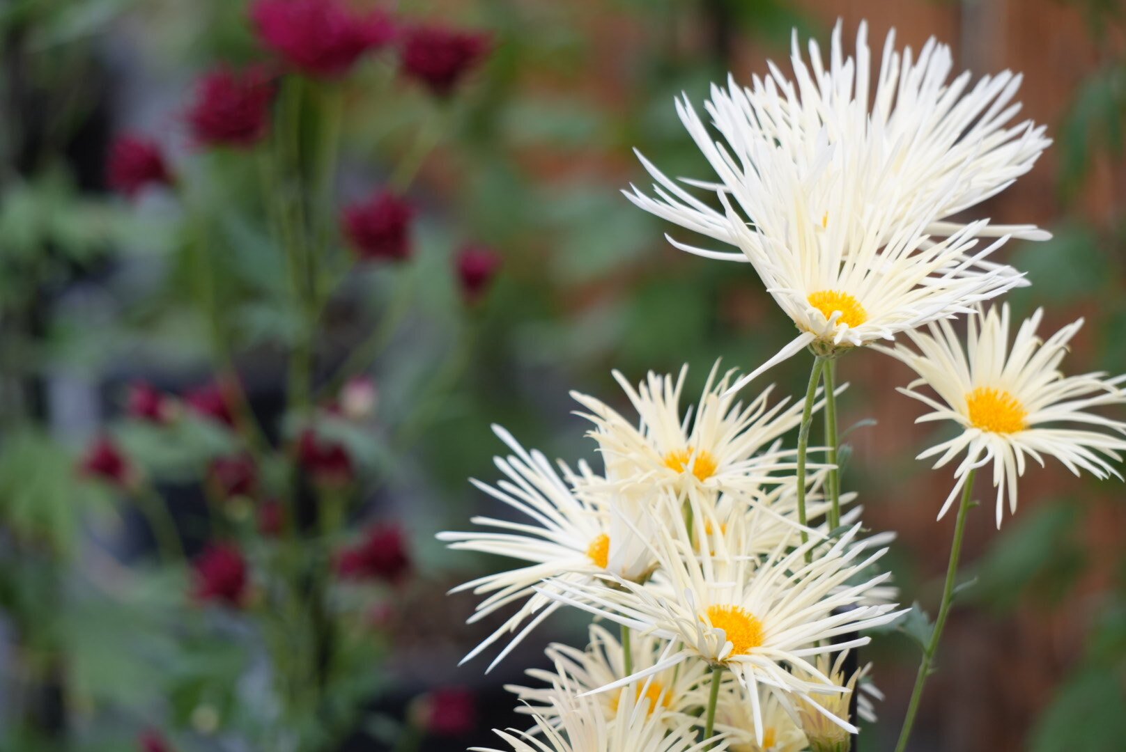 くらしの植物苑「伝統の古典菊」展｜きみたろう
