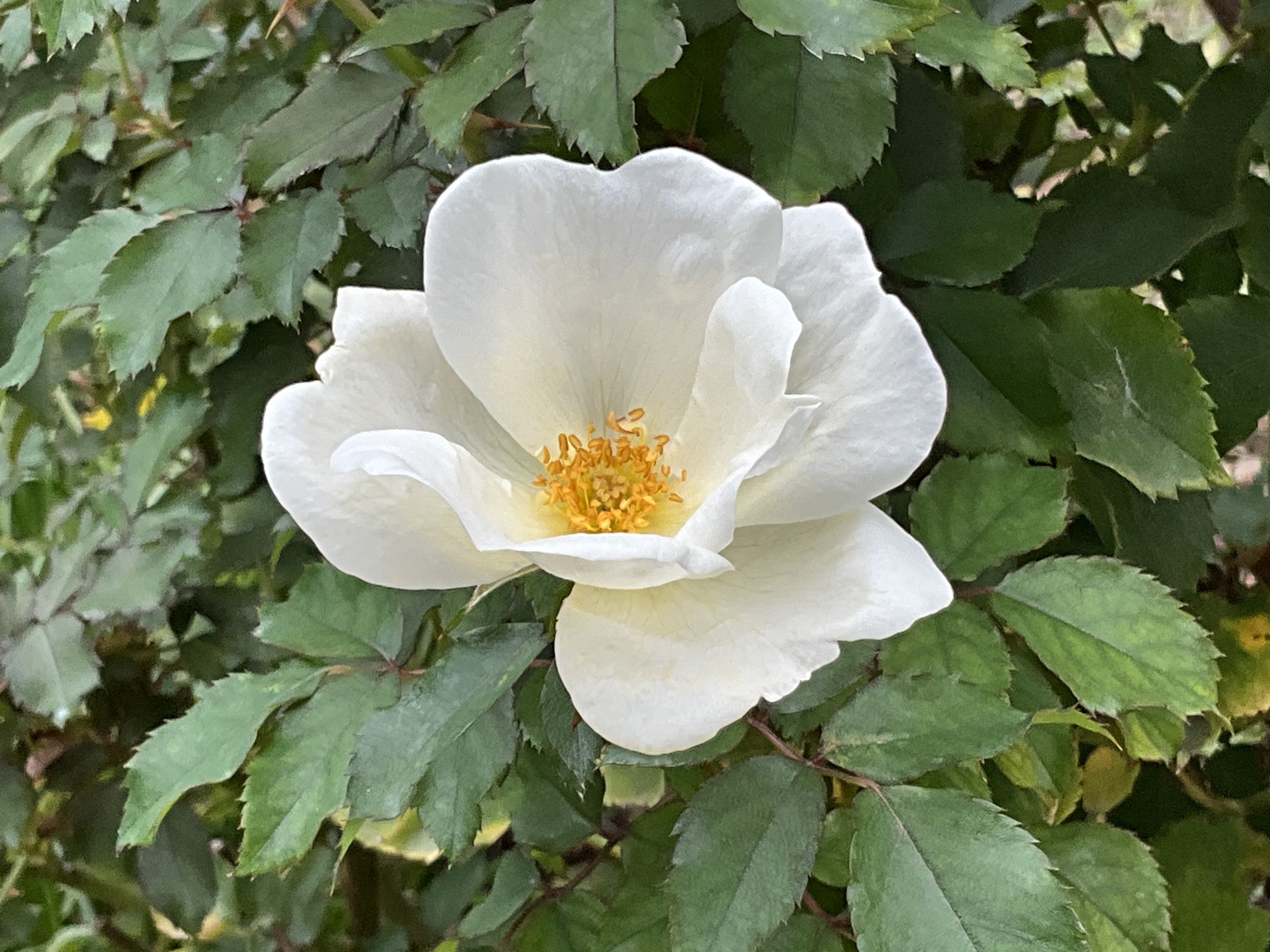 11月5日のセント・リチャード・オブ・チチェスターなど（京都府立