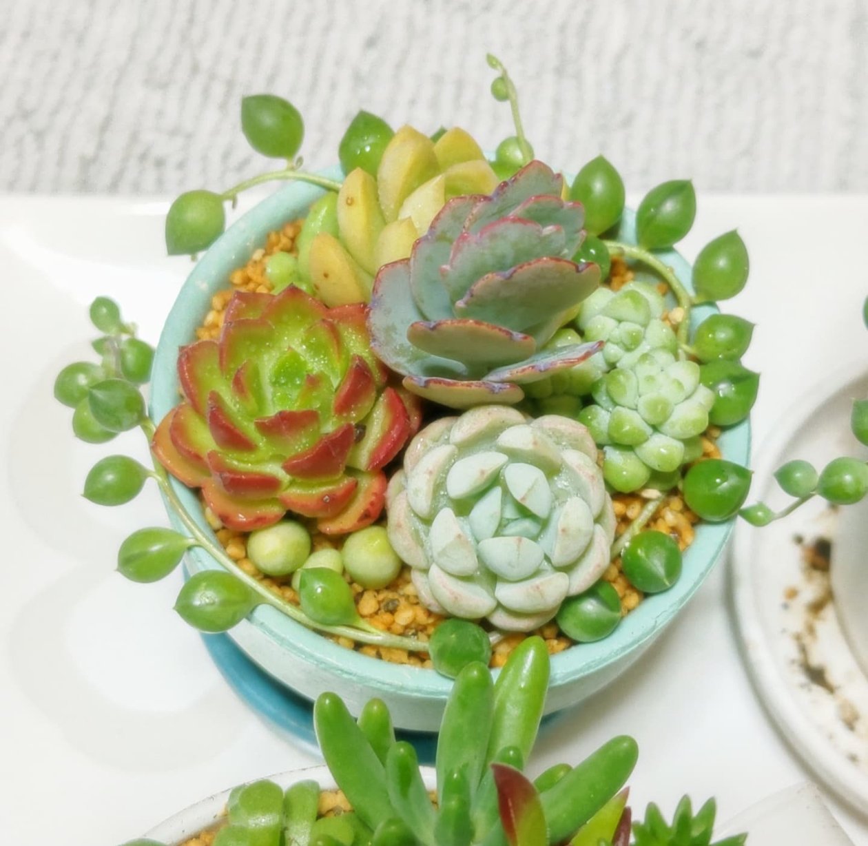 多肉植物⑤（お問合せはこちらからお願いします♪） 続いております多肉植物｜アナログ女子