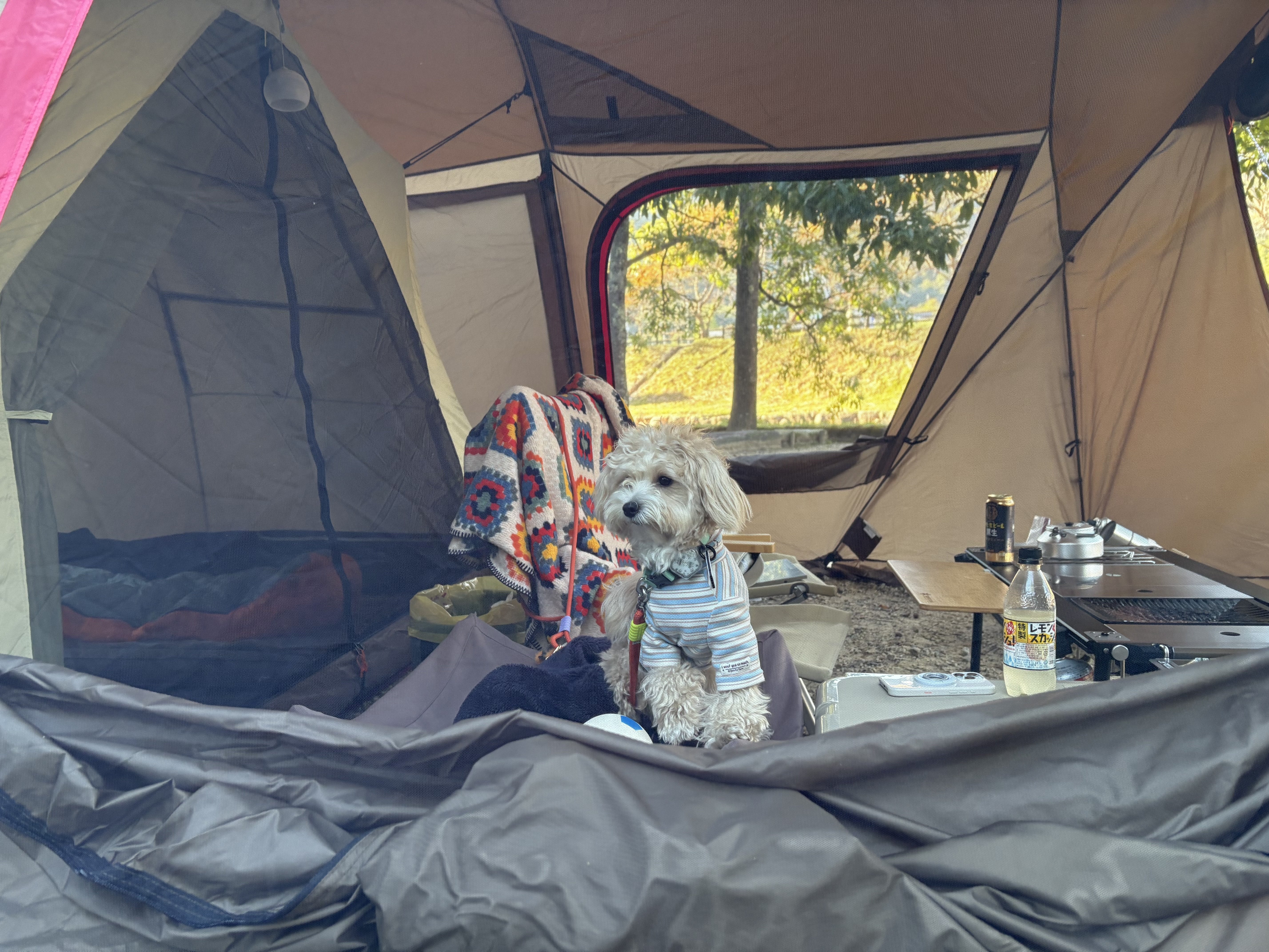 マキノ高原キャンプ場 | 滋賀県 | 犬とキャンプ｜コメ・ムギのぱぱ