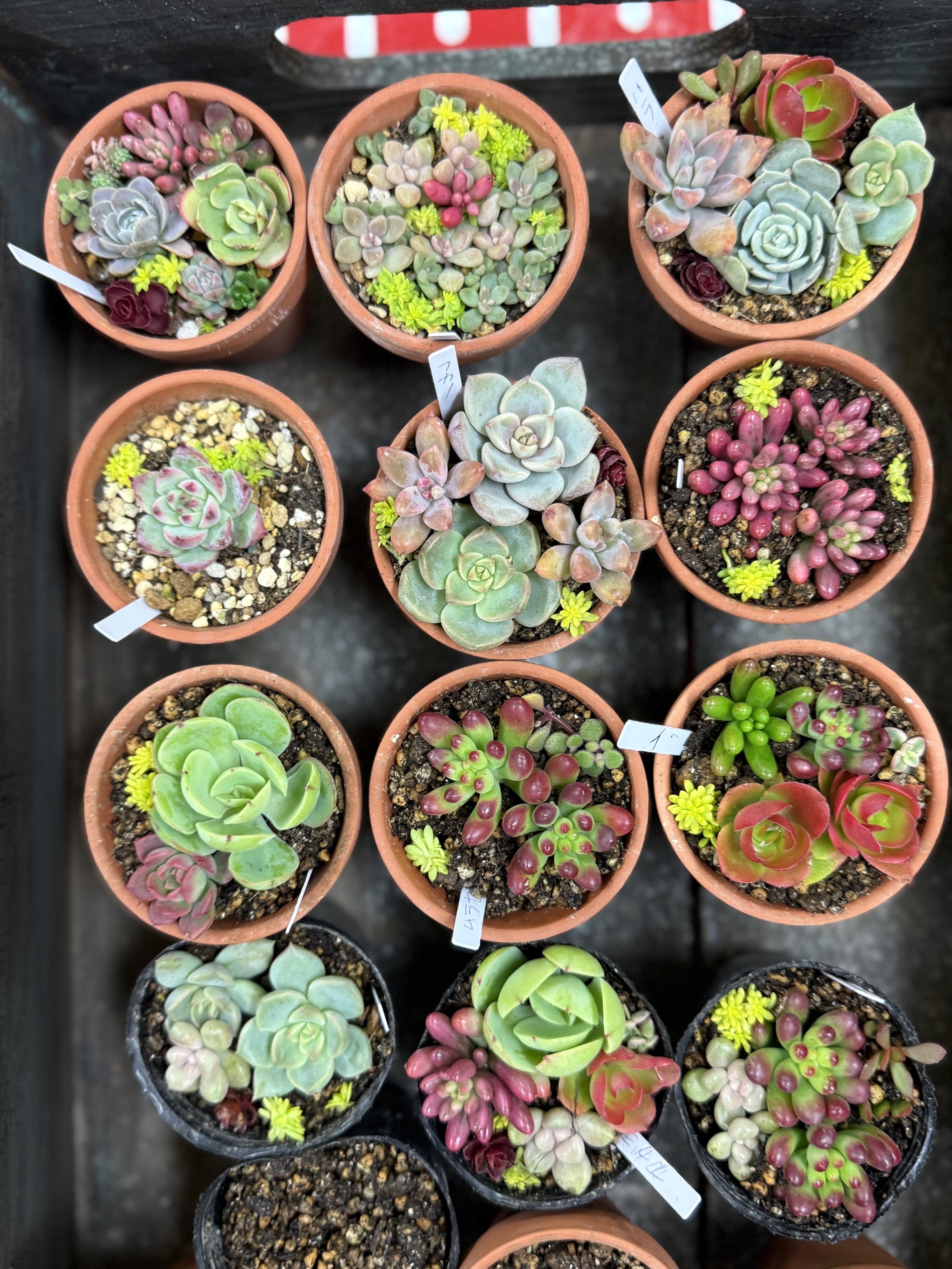 🪴初めての多肉植物の寄せ植え🪴①｜特別養護老人ホーム浄風園＆江古田