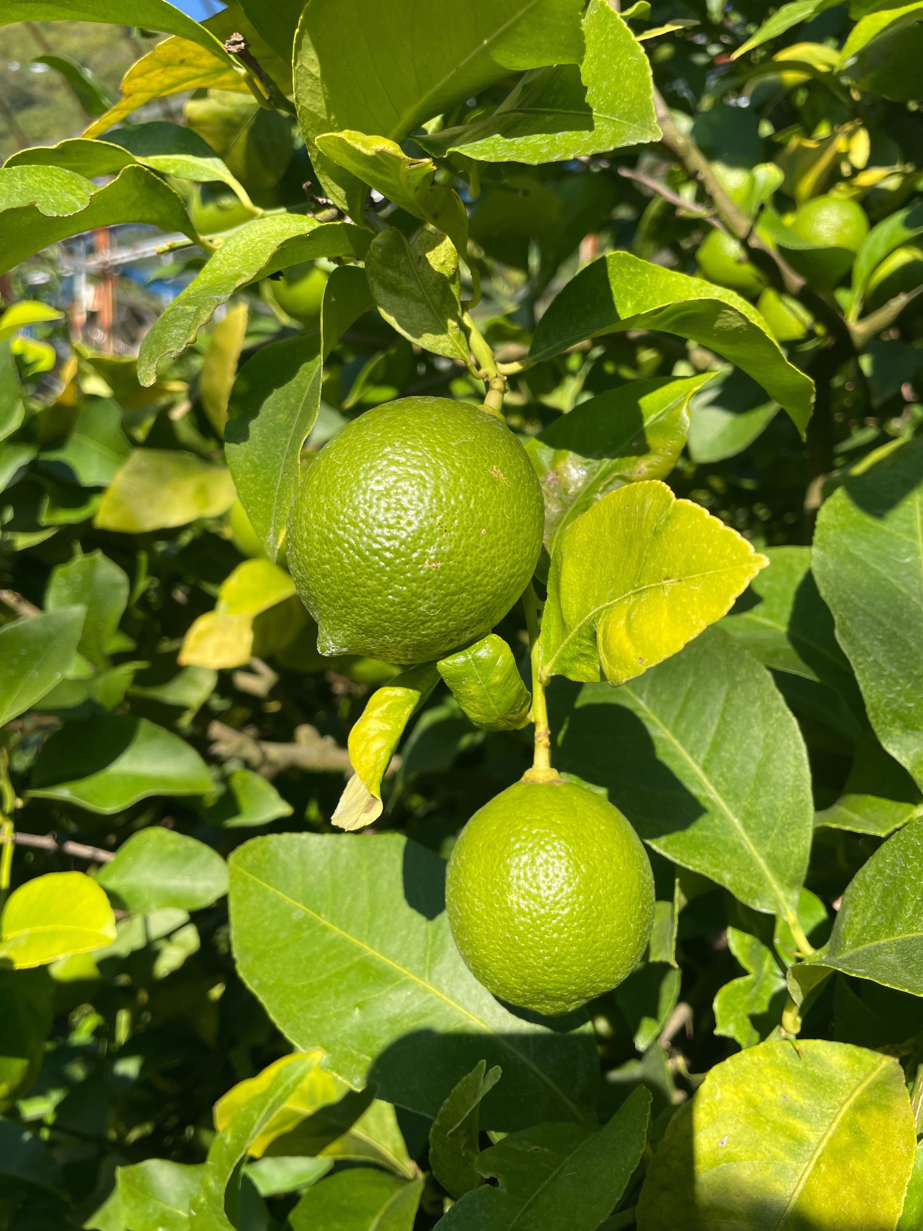 広島県大崎下島】みかんとレモンを求めて｜よしむらやすな / 食