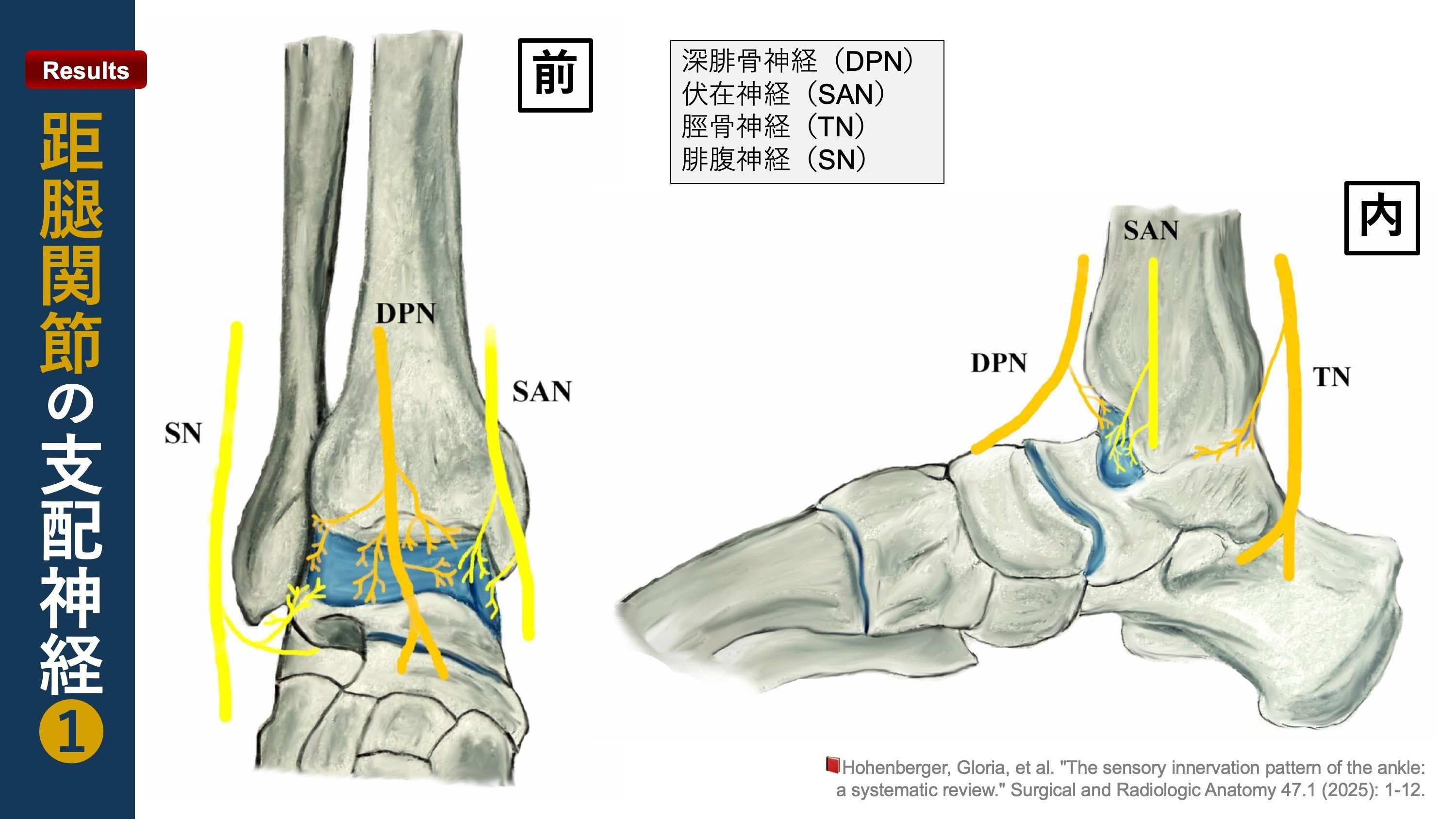 足関節の神経支配｜Super Human | 理学療法士／保健学博士 Ph.D.