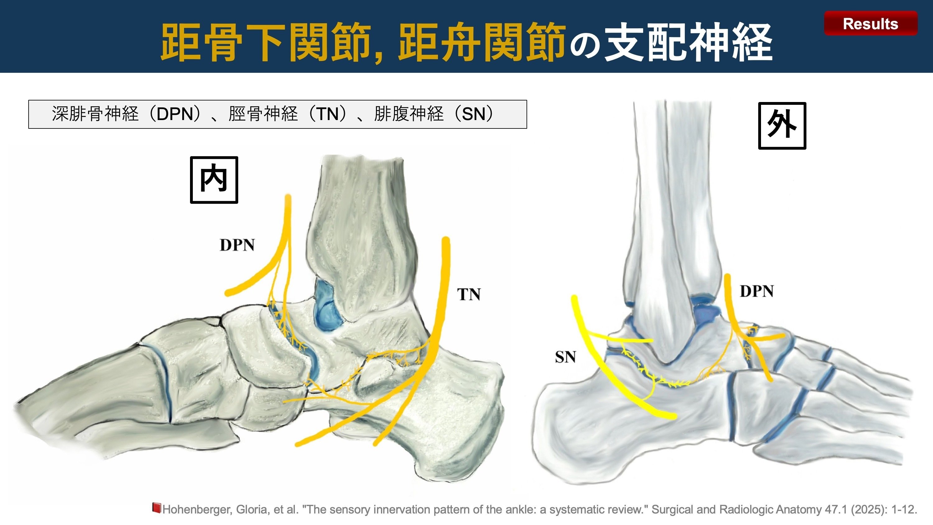 足関節の神経支配｜Super Human | 理学療法士／保健学博士 Ph.D.