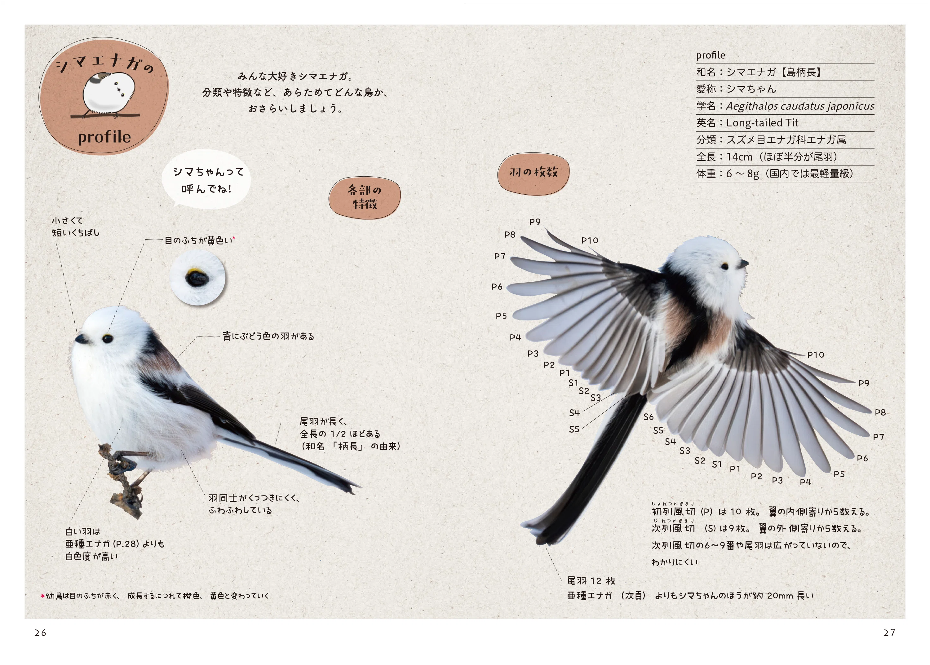 maiくま様 ★ 確認用 シマエナガ、スズメ maiくま様 ☆ 確認用 シマエナガ、スズメ maiくま様 ☆ 確認用
