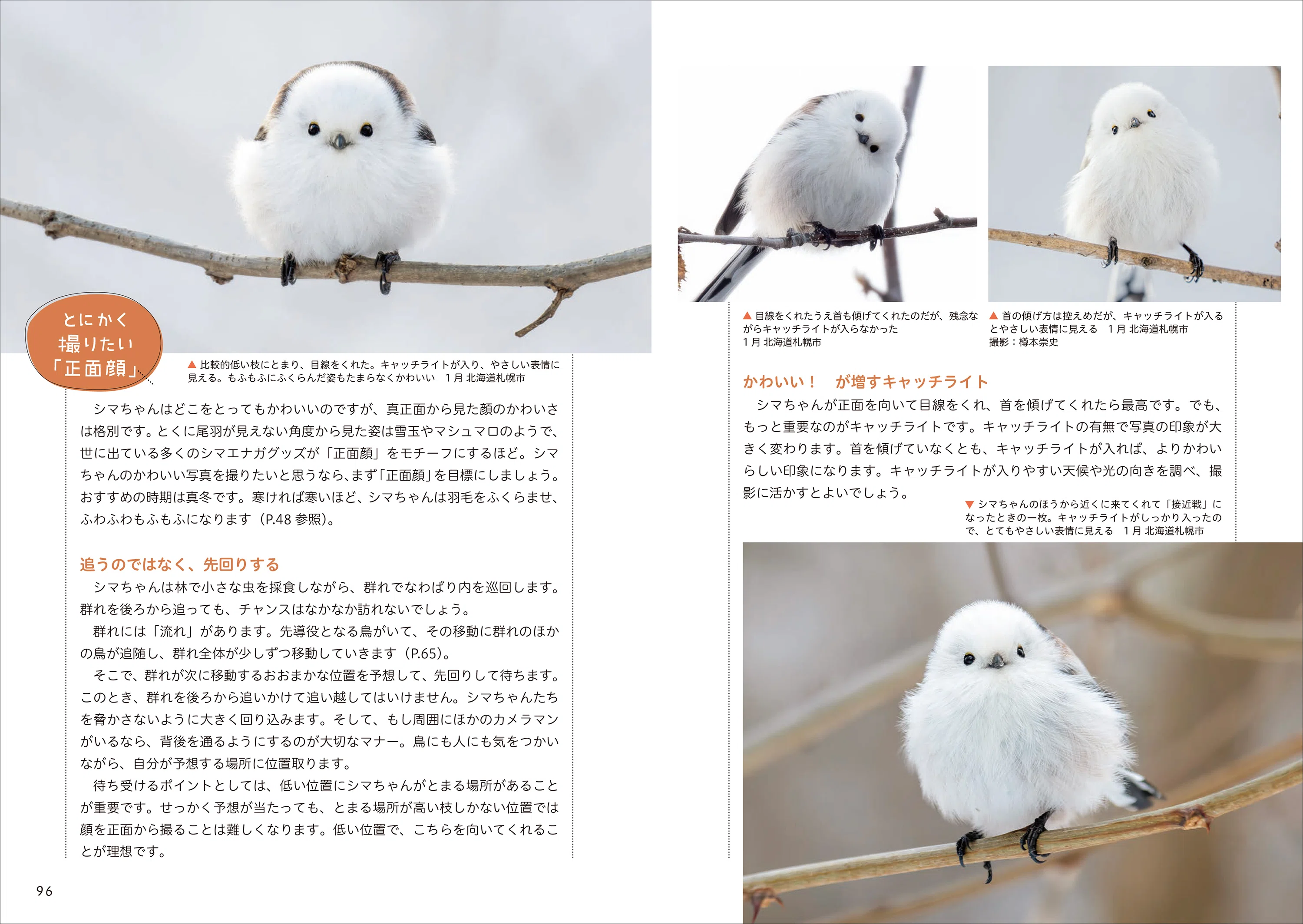 本物のシマエナガに会いに行こう！