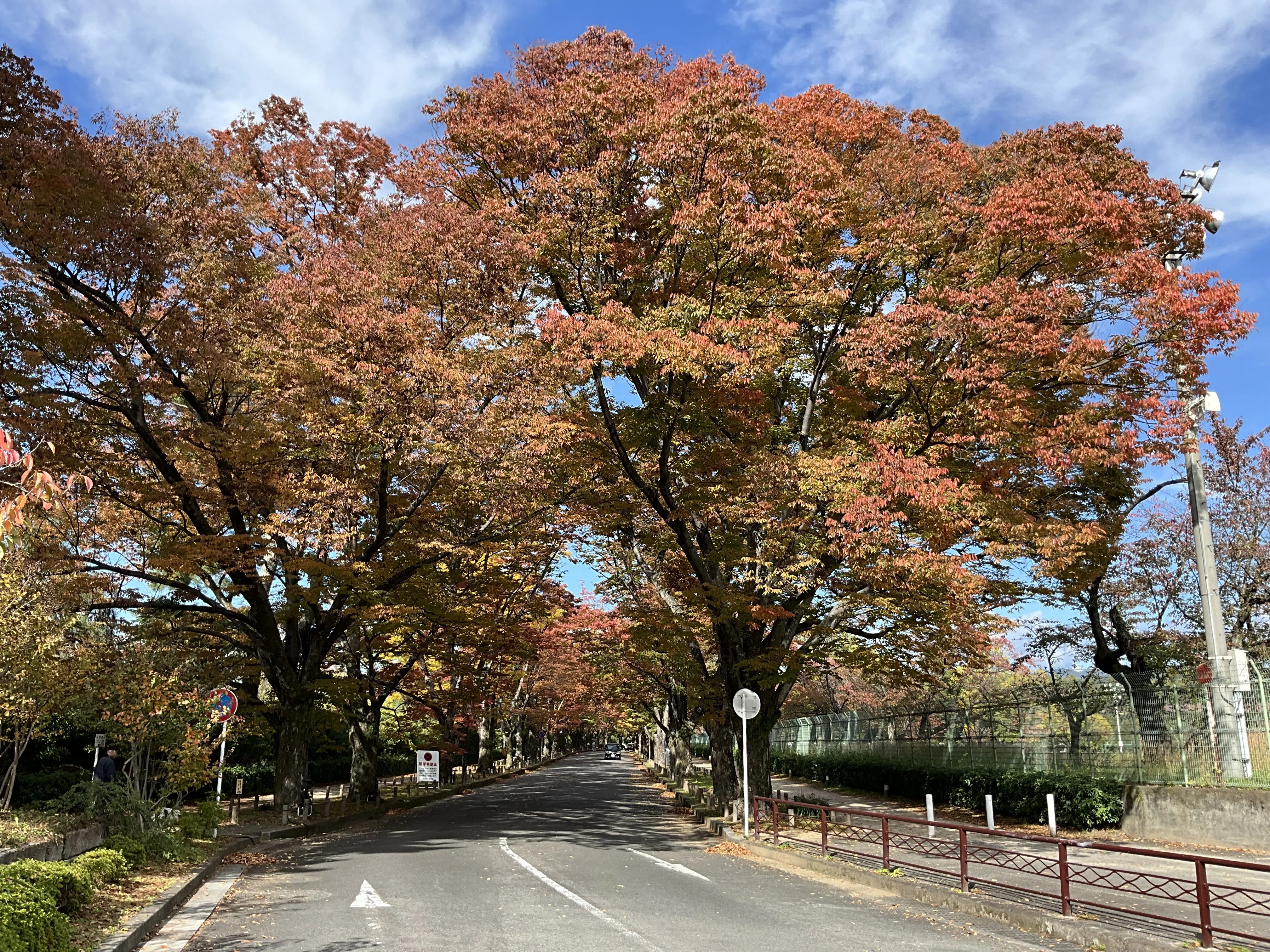 Autumn Foliage at the Kyoto Botanical Gardens on November 6