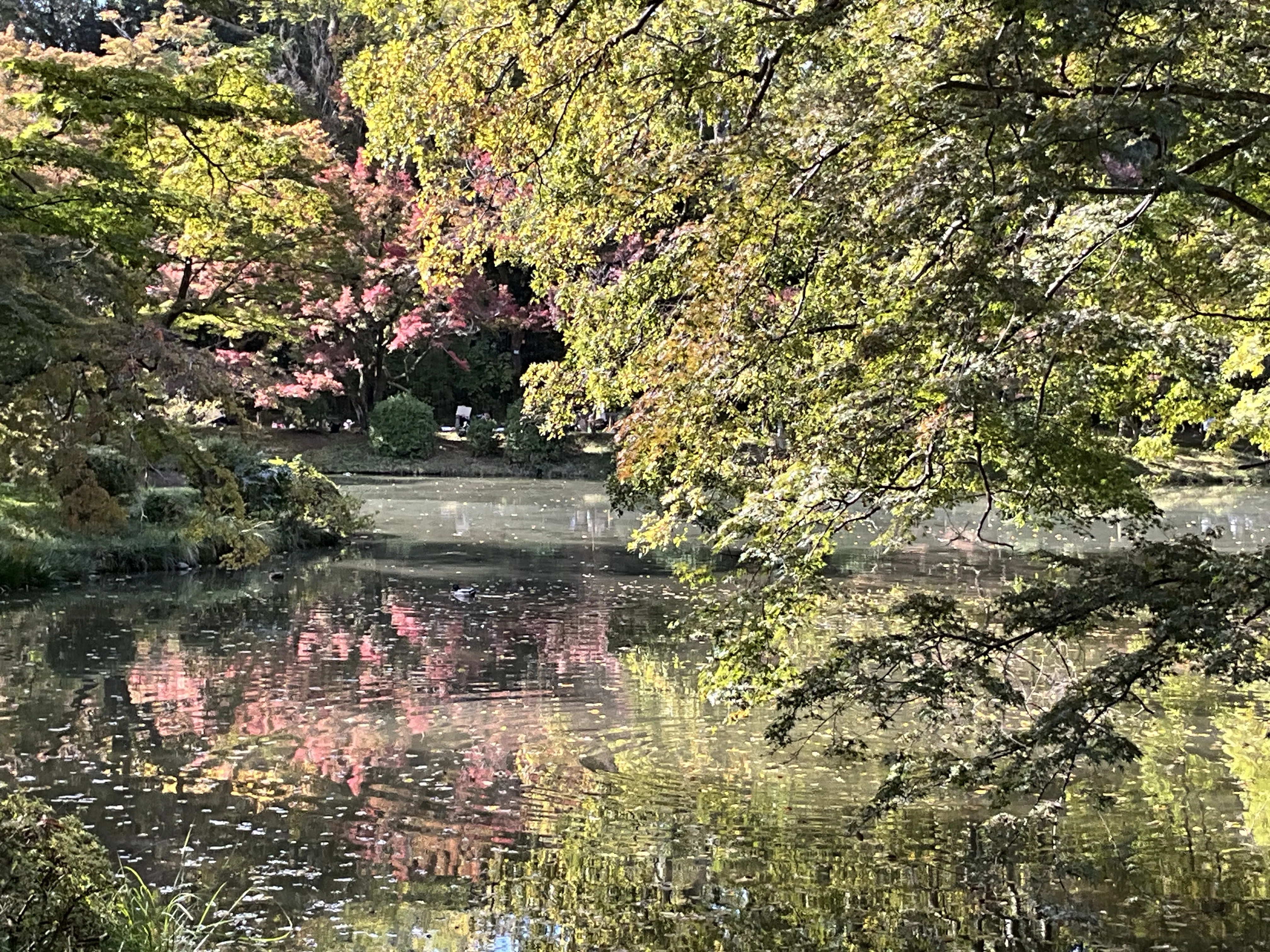 庭ページ Autumn Foliage at the Kyoto Botanical Gardens on November 6