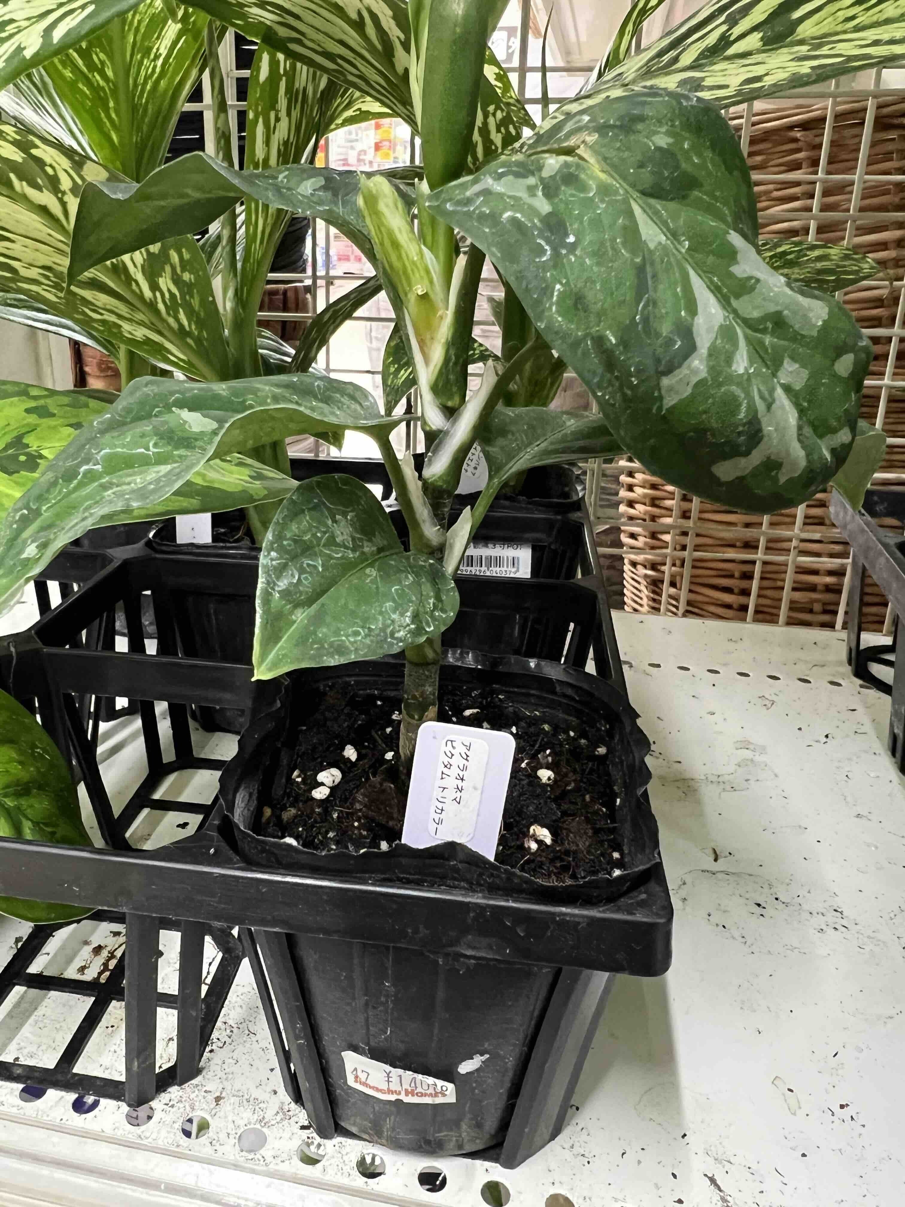 ホムセンでアグラオネマ・ピクタムを購入｜himekuri365