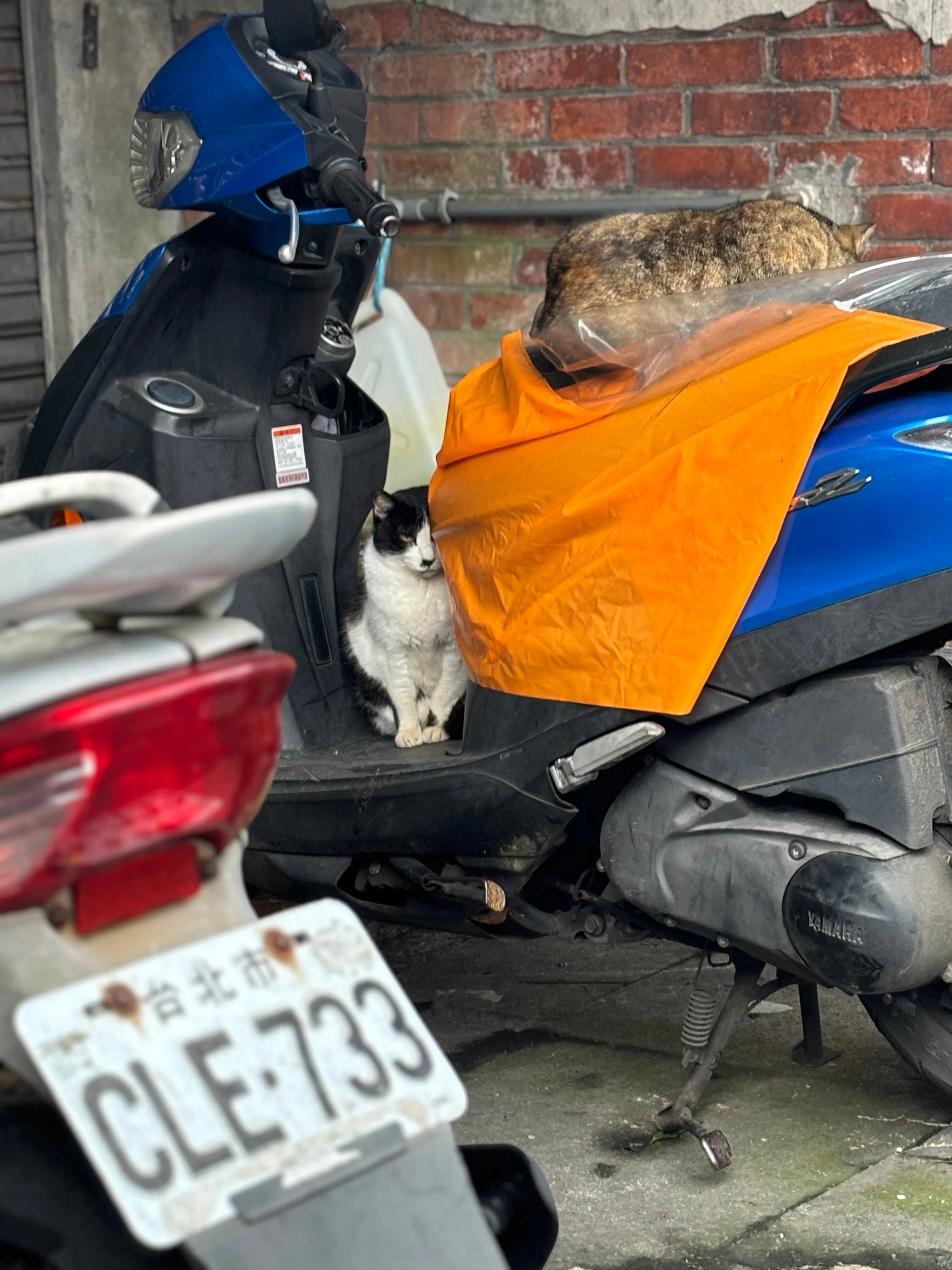 本当に猫がいるの？台湾の猫村「猴硐」｜まいむさん_台湾好きフリーランス