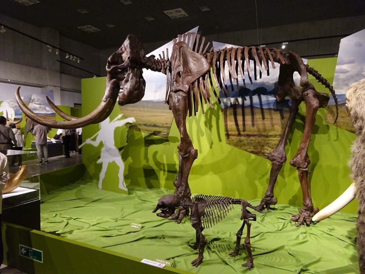 化石を文化的視点から見る ～マンモス編｜睦夢夕
