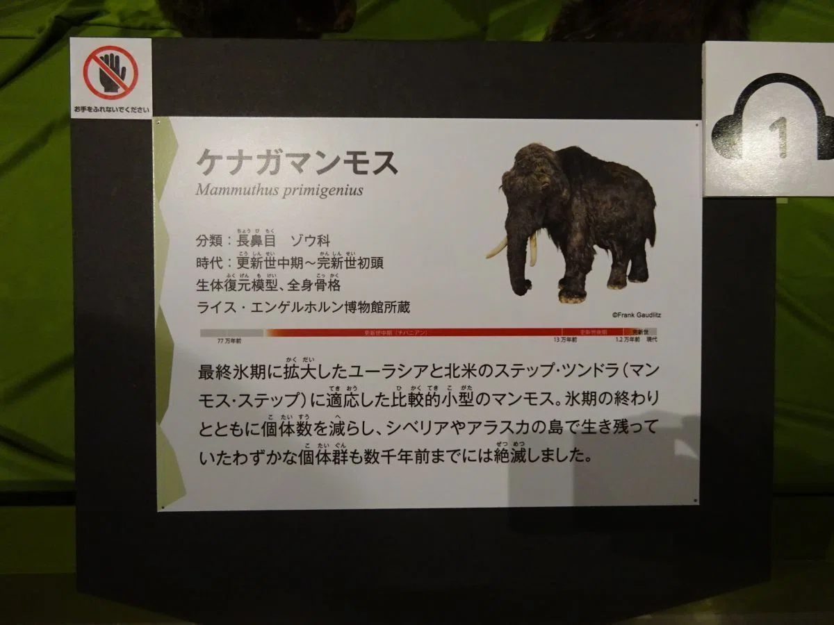 化石を文化的視点から見る ～マンモス編｜睦夢夕