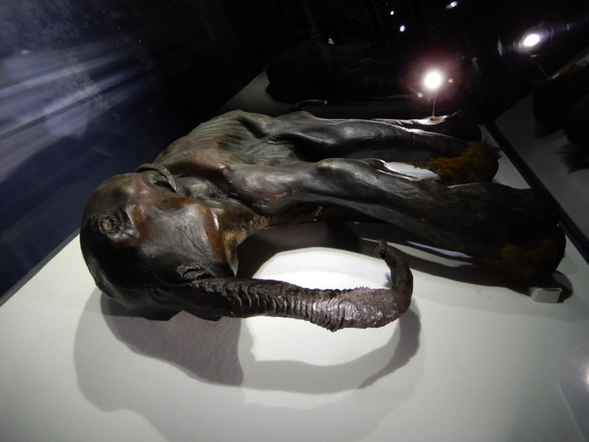 化石を文化的視点から見る ～マンモス編｜睦夢夕