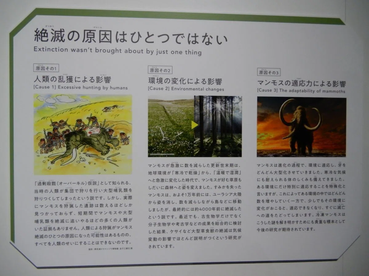 化石を文化的視点から見る ～マンモス編｜睦夢夕