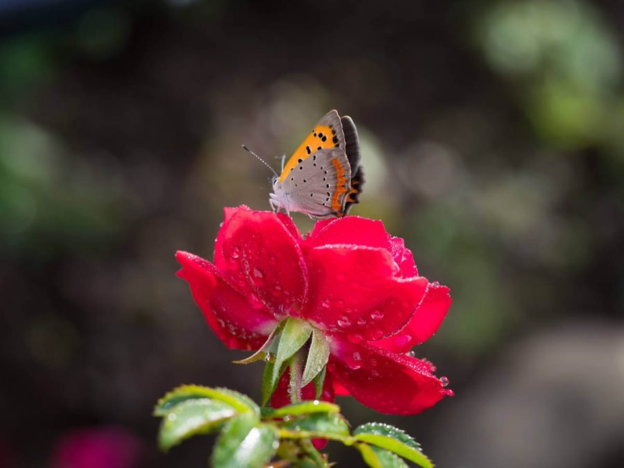 バラと雫 | OM-3 + 60mm F2.8 Macro｜borichan | 旅するカメラ