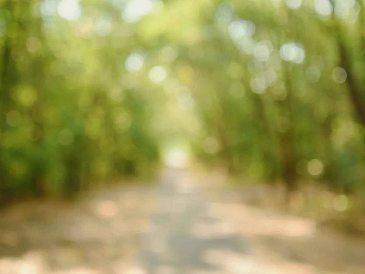 [1 Year of Writing on Note] Looking Back with Forest Oracle Cards: Who ...