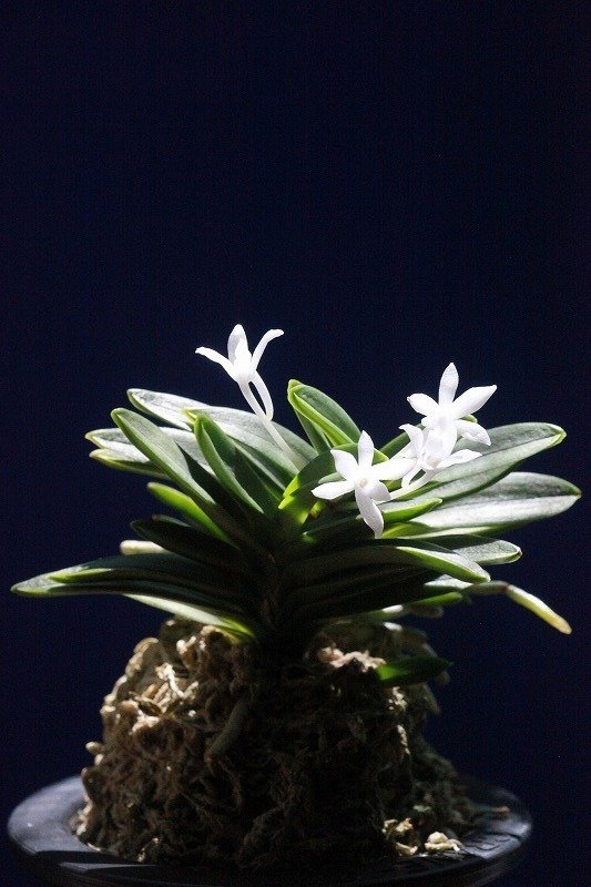 富貴蘭「淀の松」の花｜KJ Morison