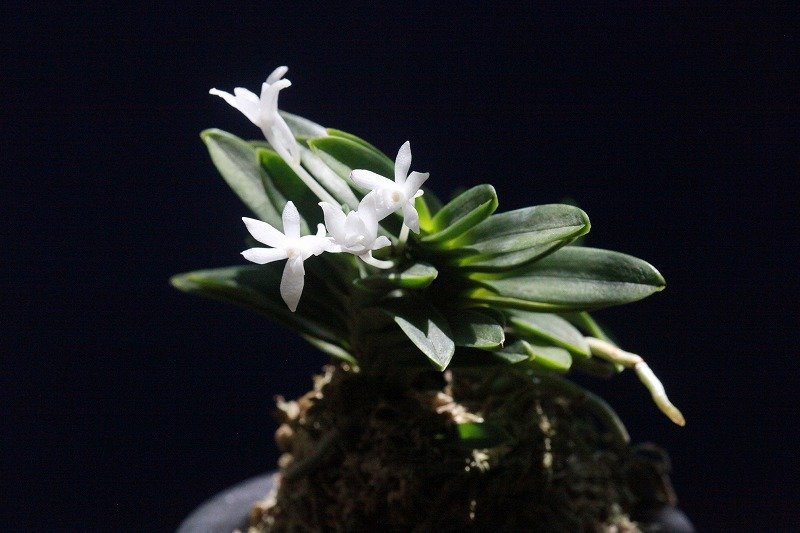 富貴蘭「淀の松」の花｜KJ Morison