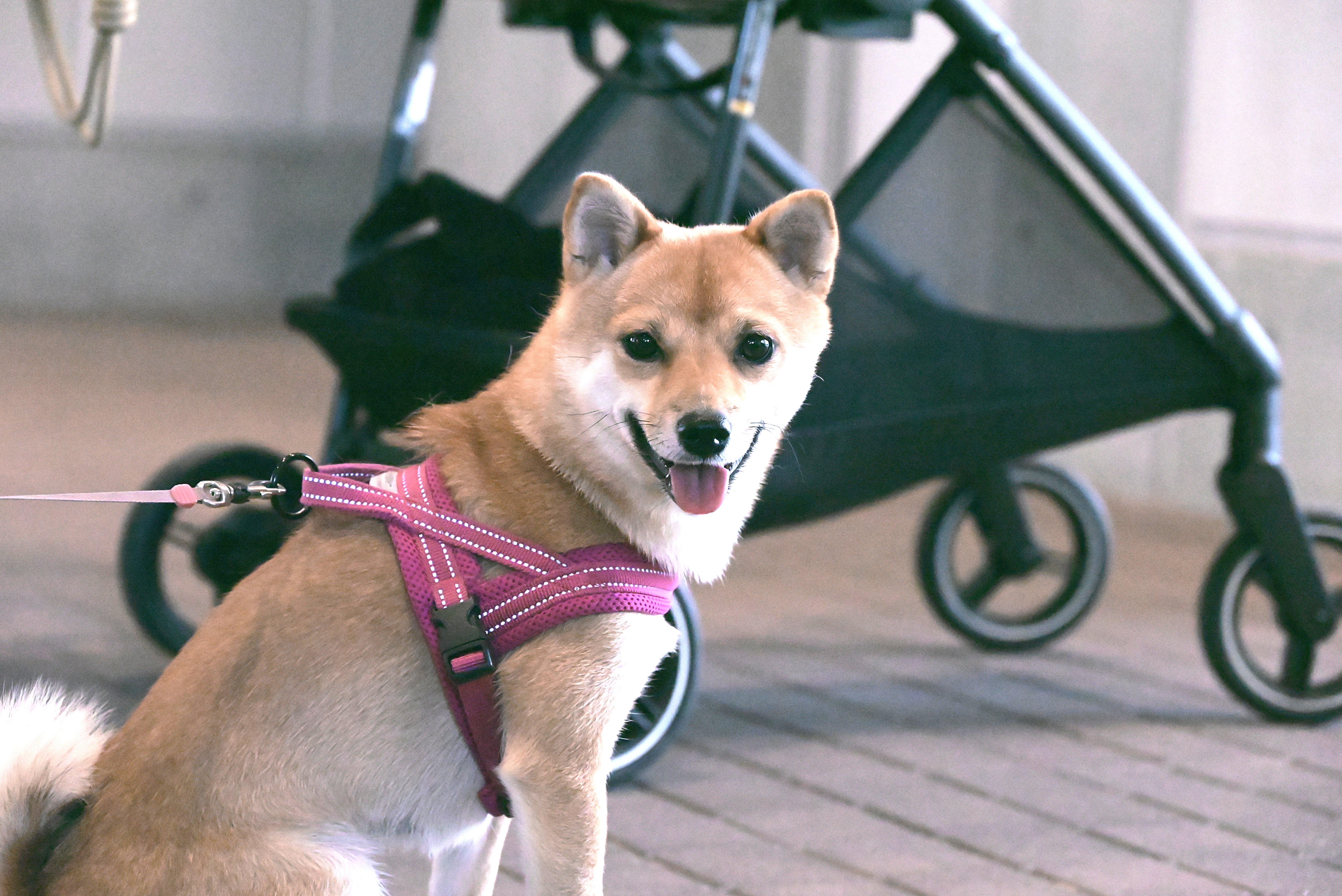 立冬・小雪 2025】 豆柴「ふくちゃん」 -kinone tips｜タネニハの森